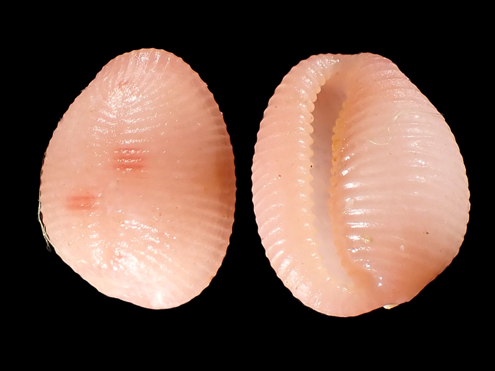 gbif image for Trivia quadripunctata