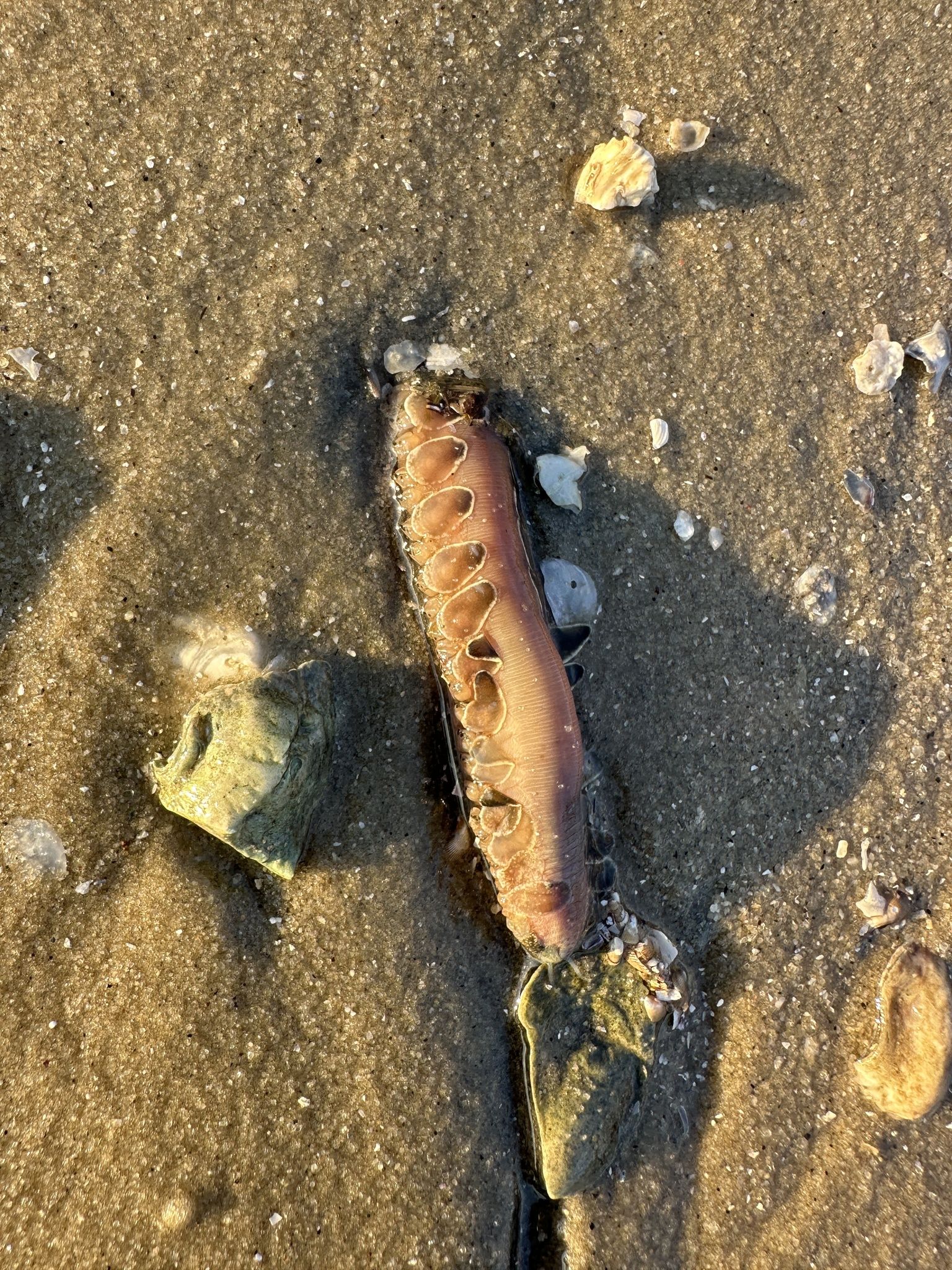 gbif image for Acoetes lupina