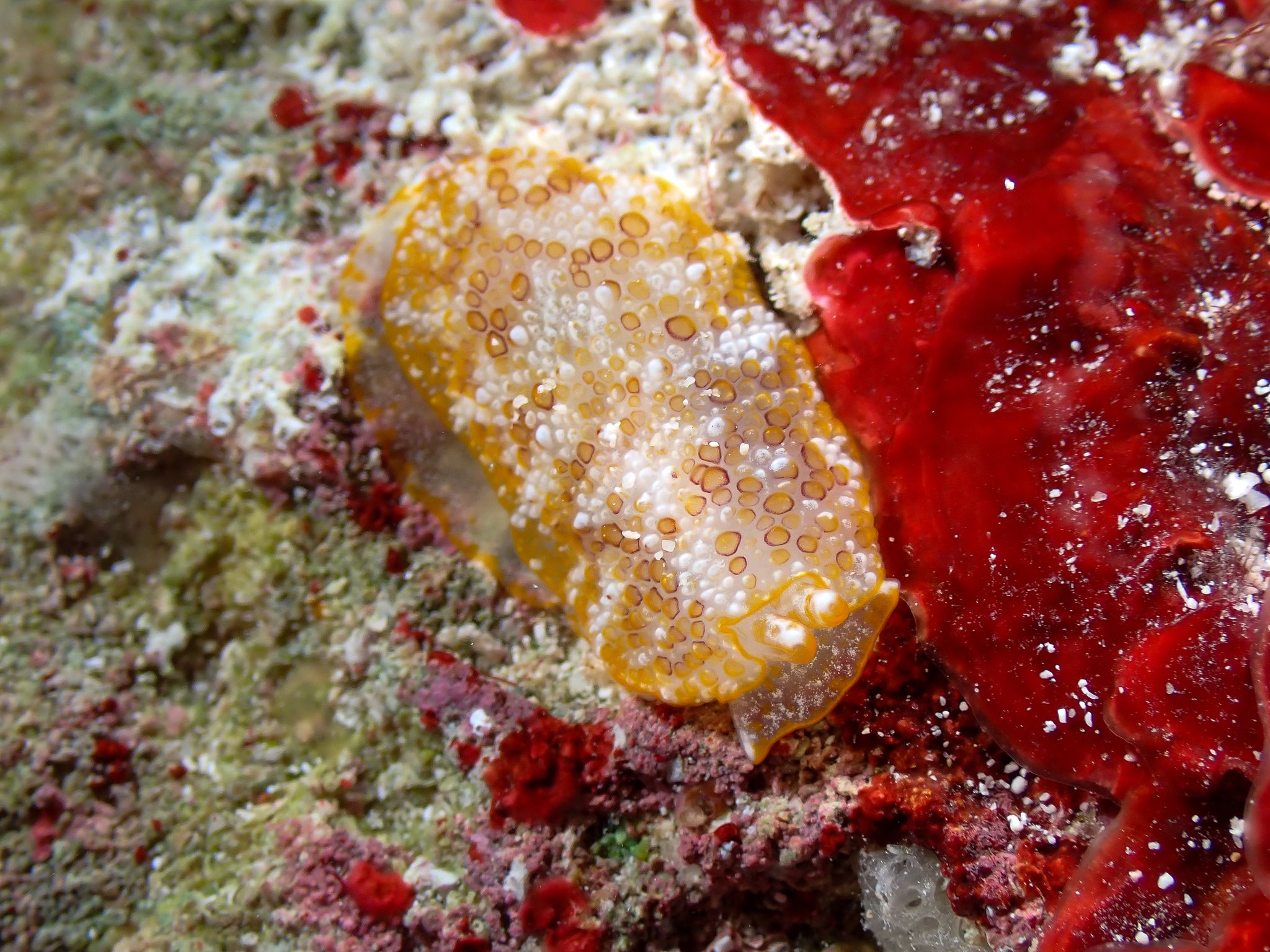 gbif image for Pleurobranchus areolatus