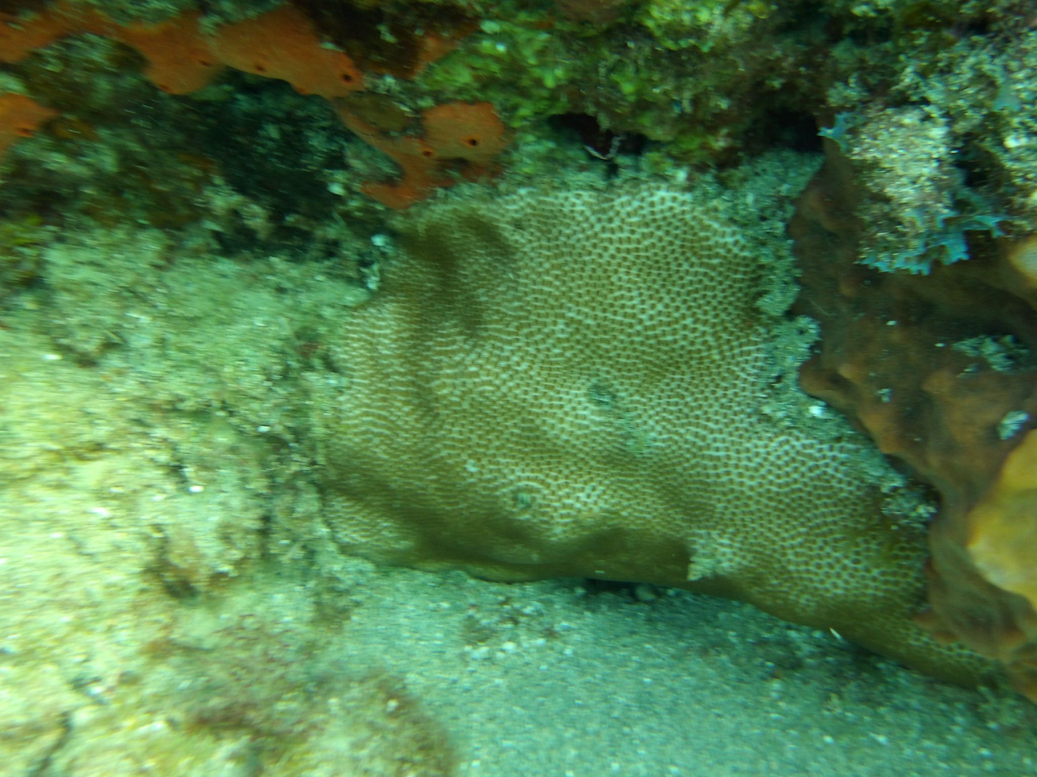 gbif image for Stephanocoenia michelini