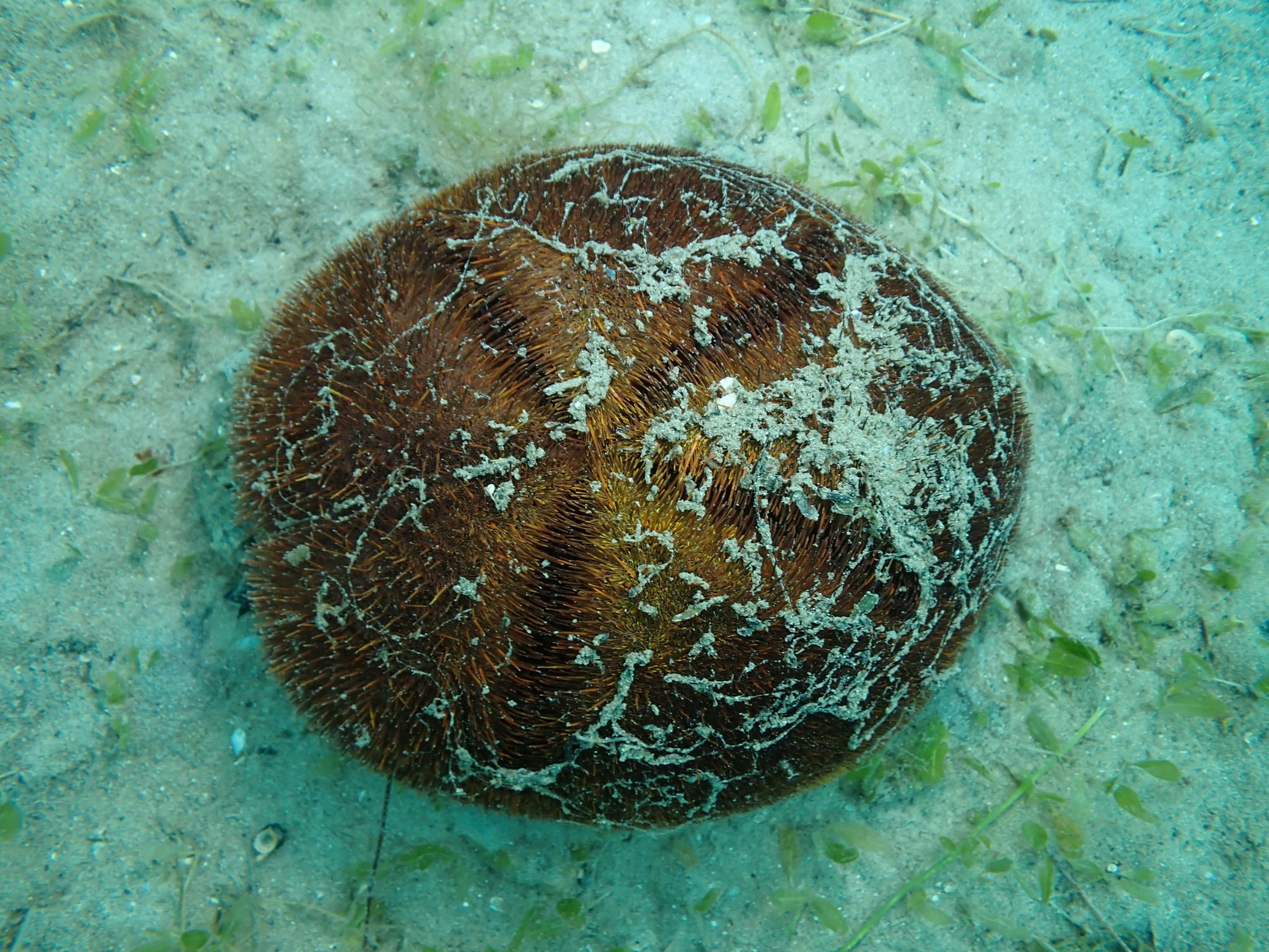 gbif image for Meoma ventricosa