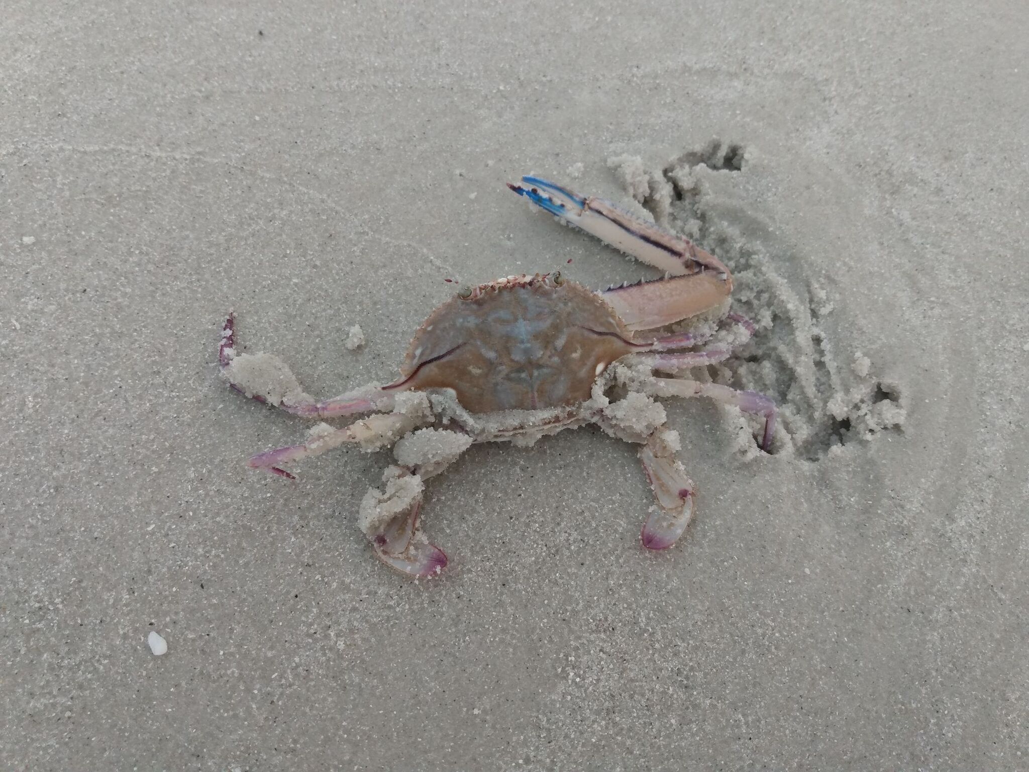 gbif image for Portunus gibbesii