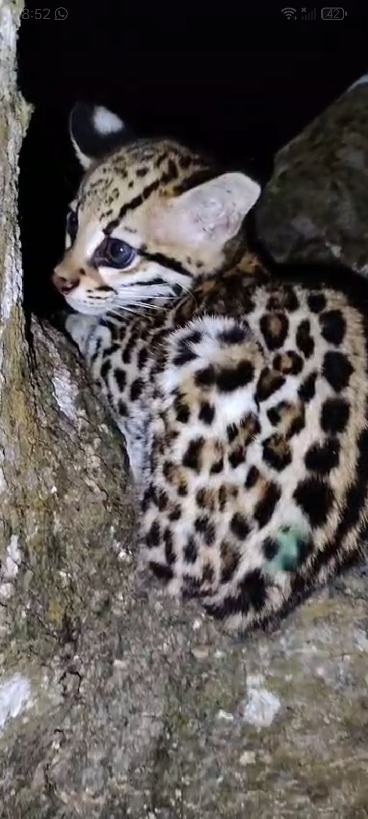 gbif image for Leopardus pardalis