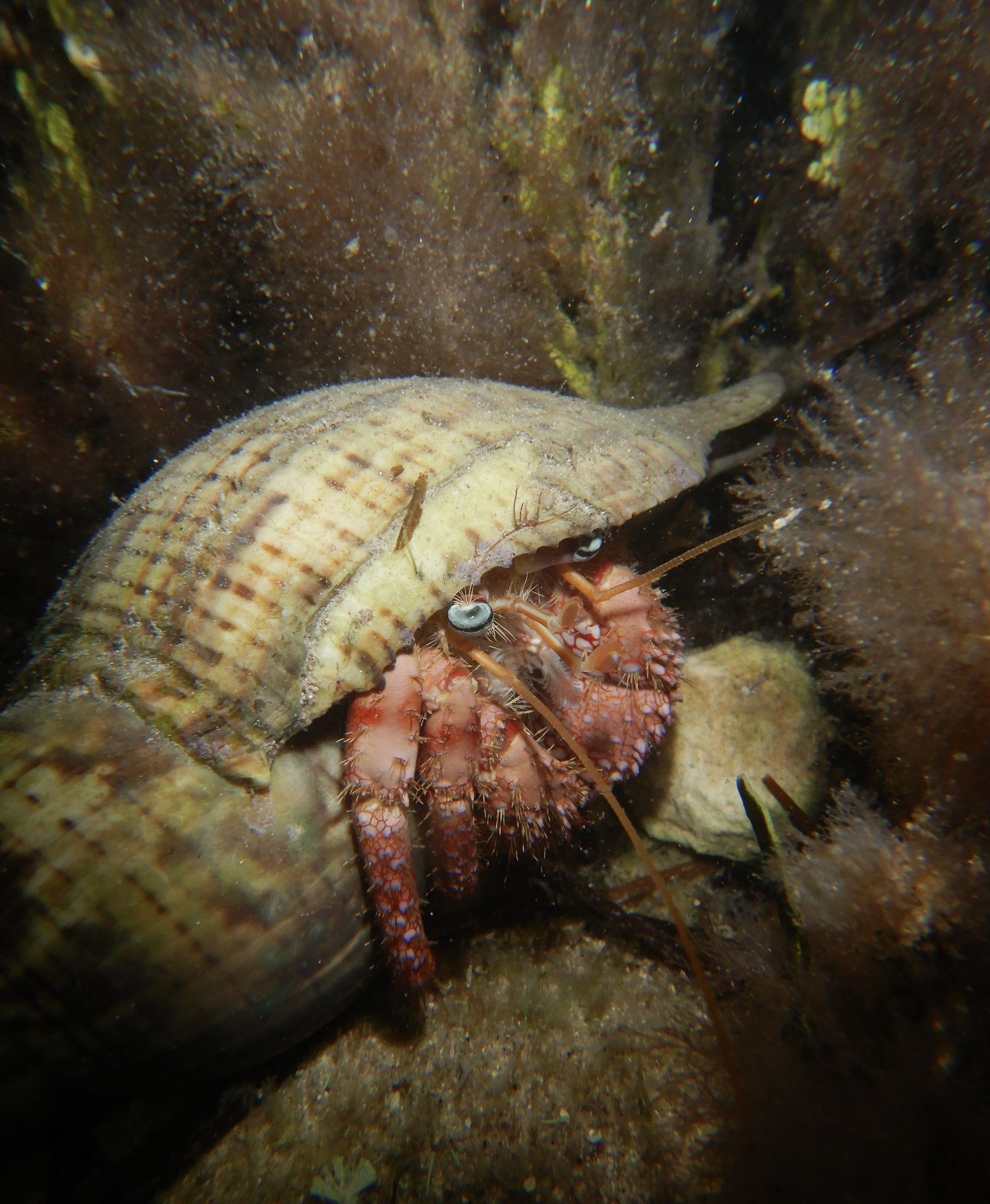 gbif image for Dardanus venosus