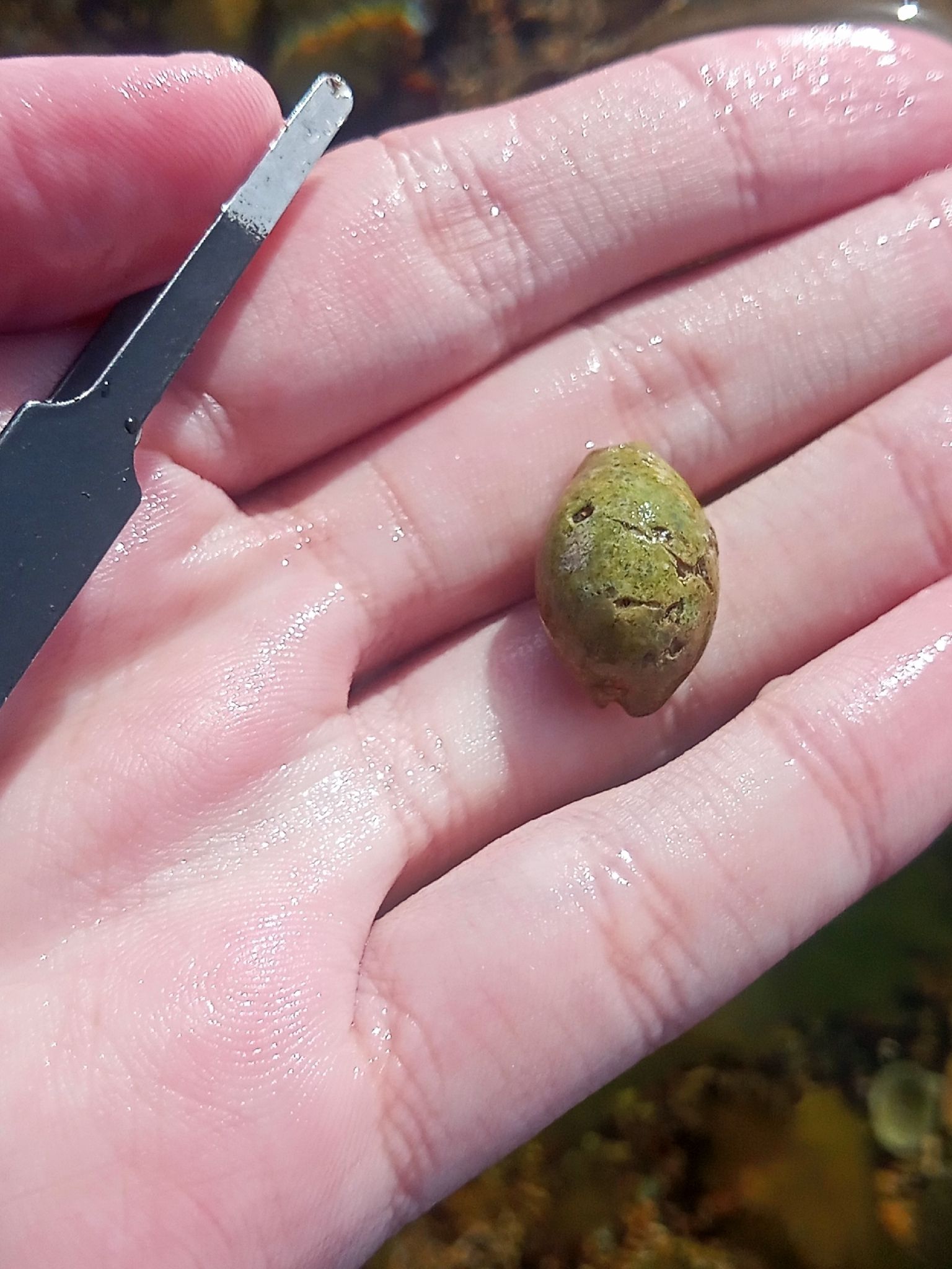 gbif image for Cypraea cinerea