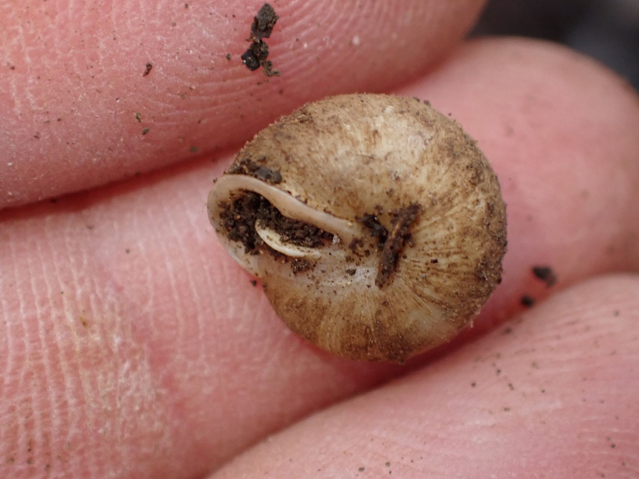 gbif image for Mesodon inflectus