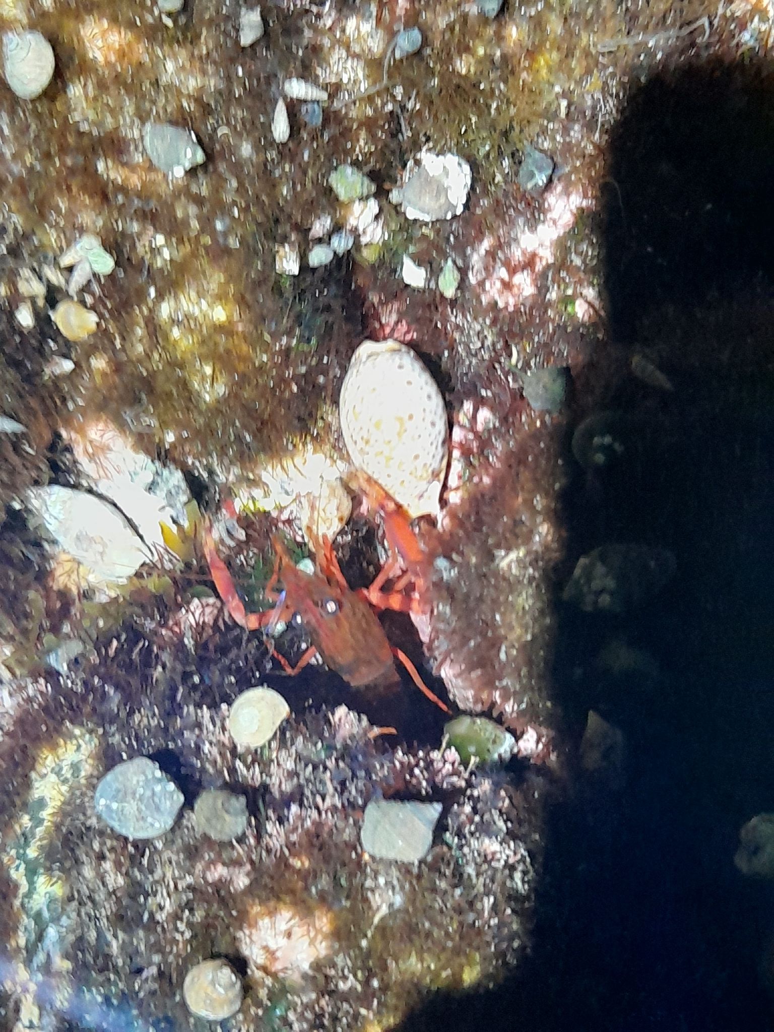 gbif image for Brachycarpus biunguiculatus