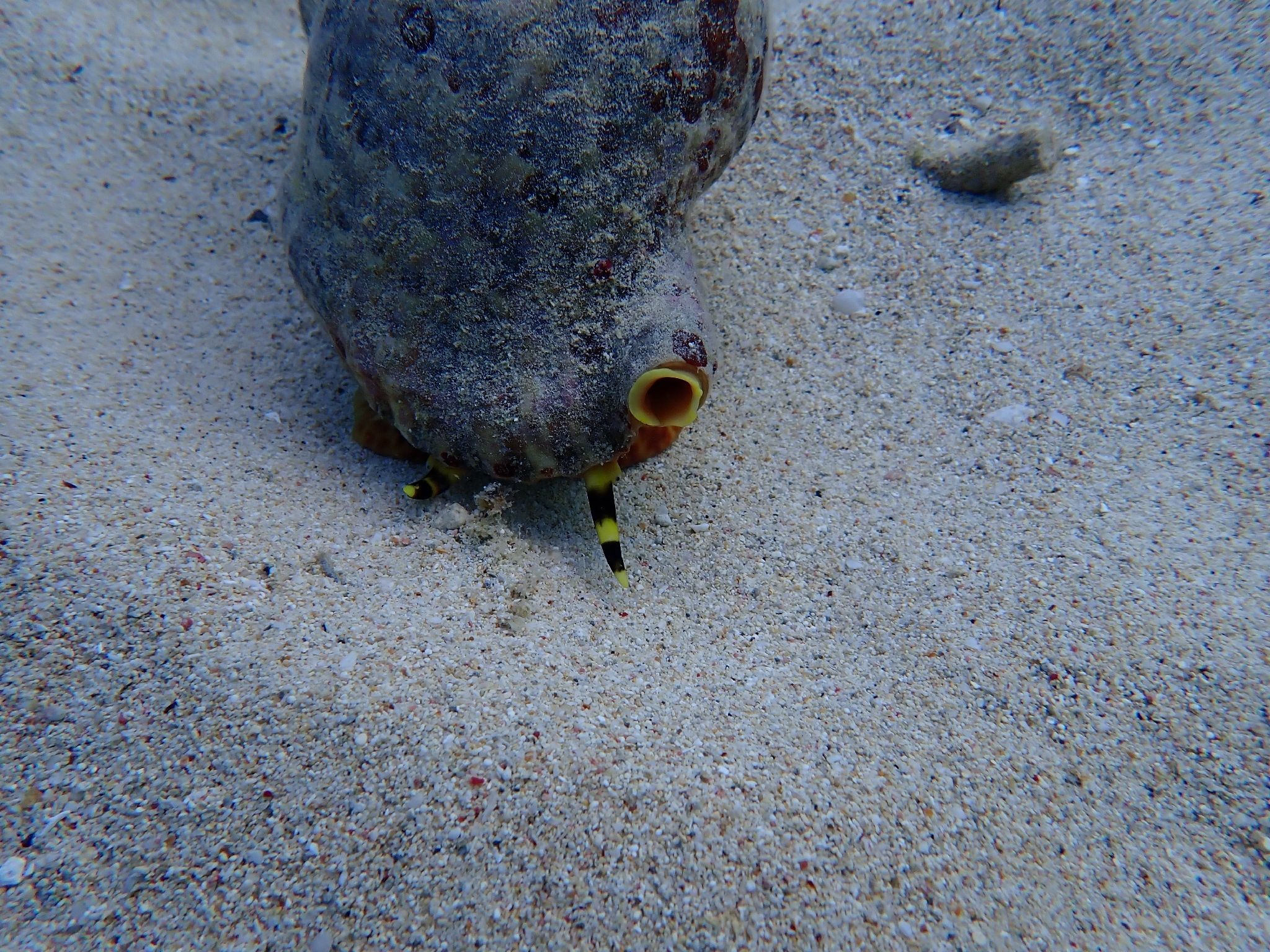 gbif image for Charonia variegata