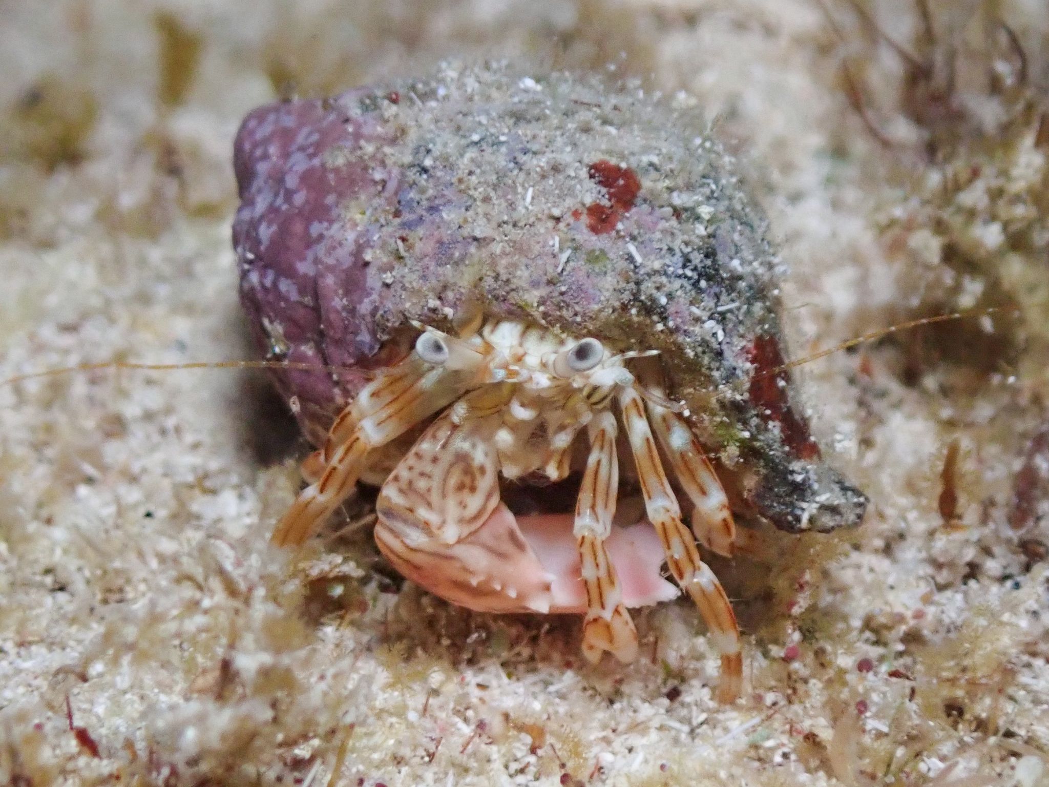 gbif image for Phimochirus holthuisi