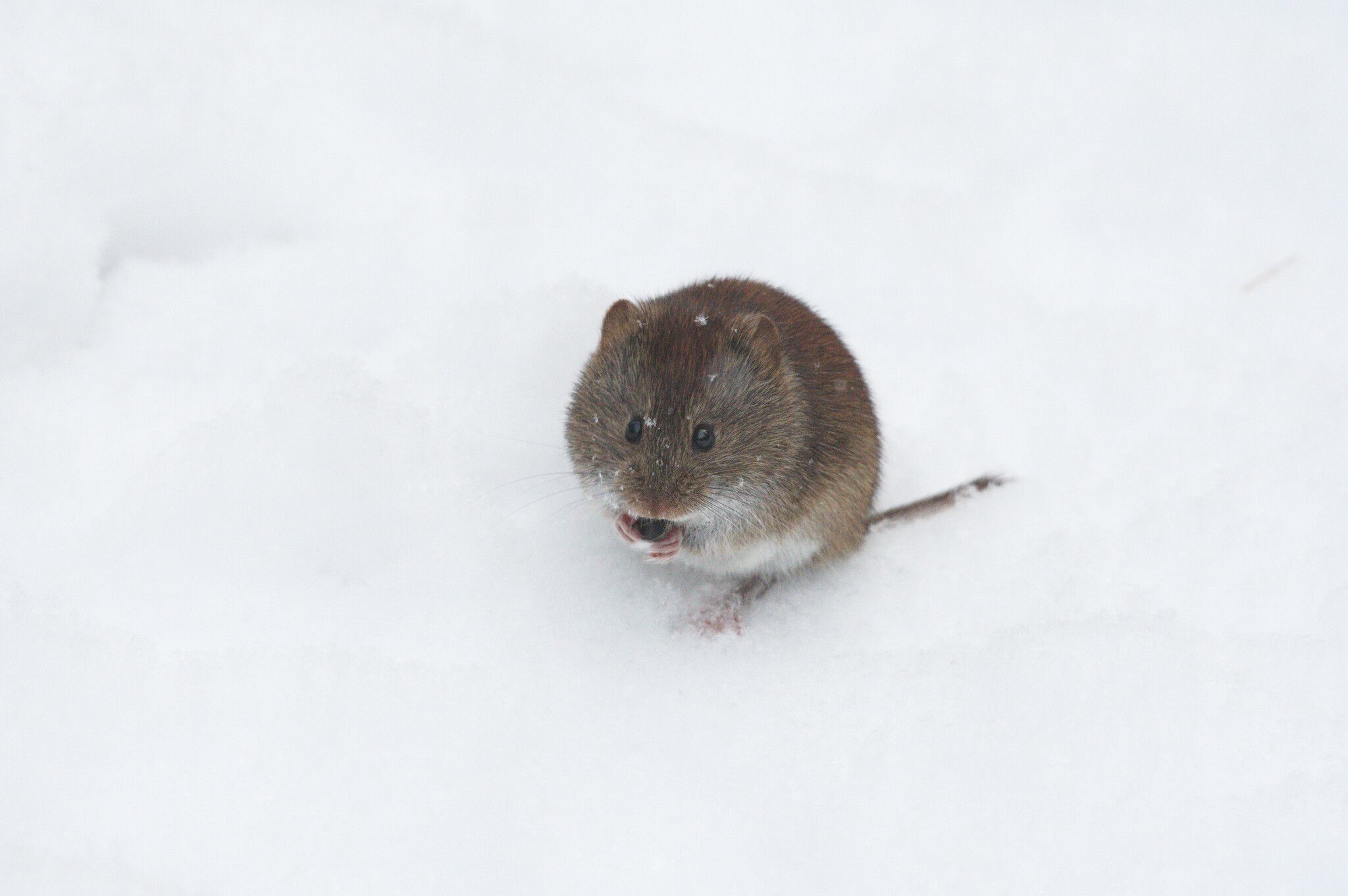 gbif image for Myodes gapperi