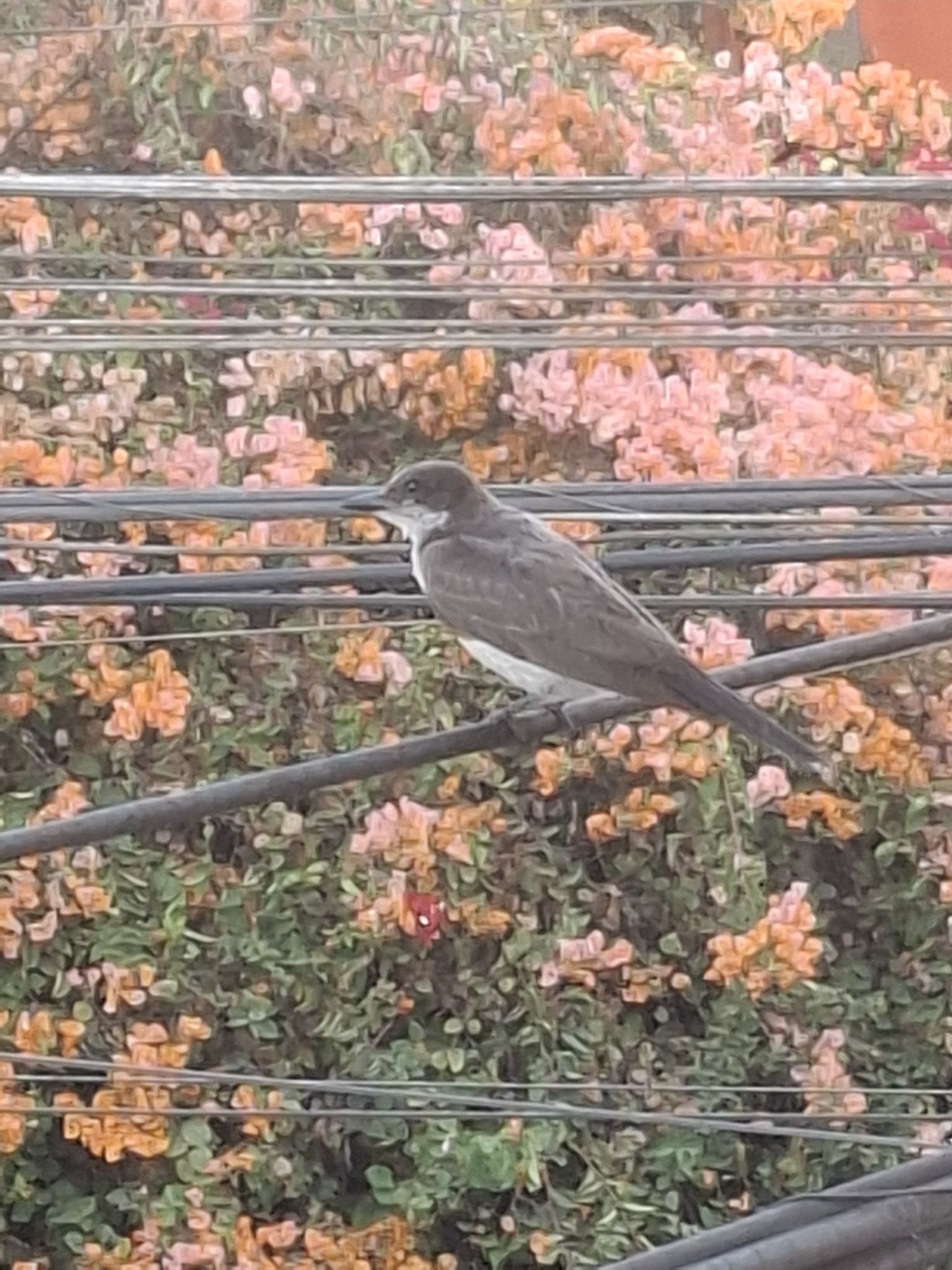 gbif image for Tyrannus tyrannus