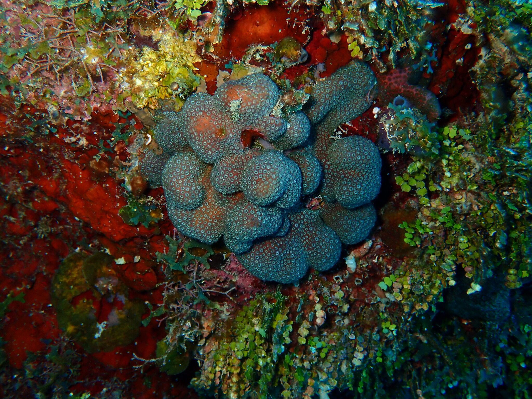 gbif image for Madracis decactis