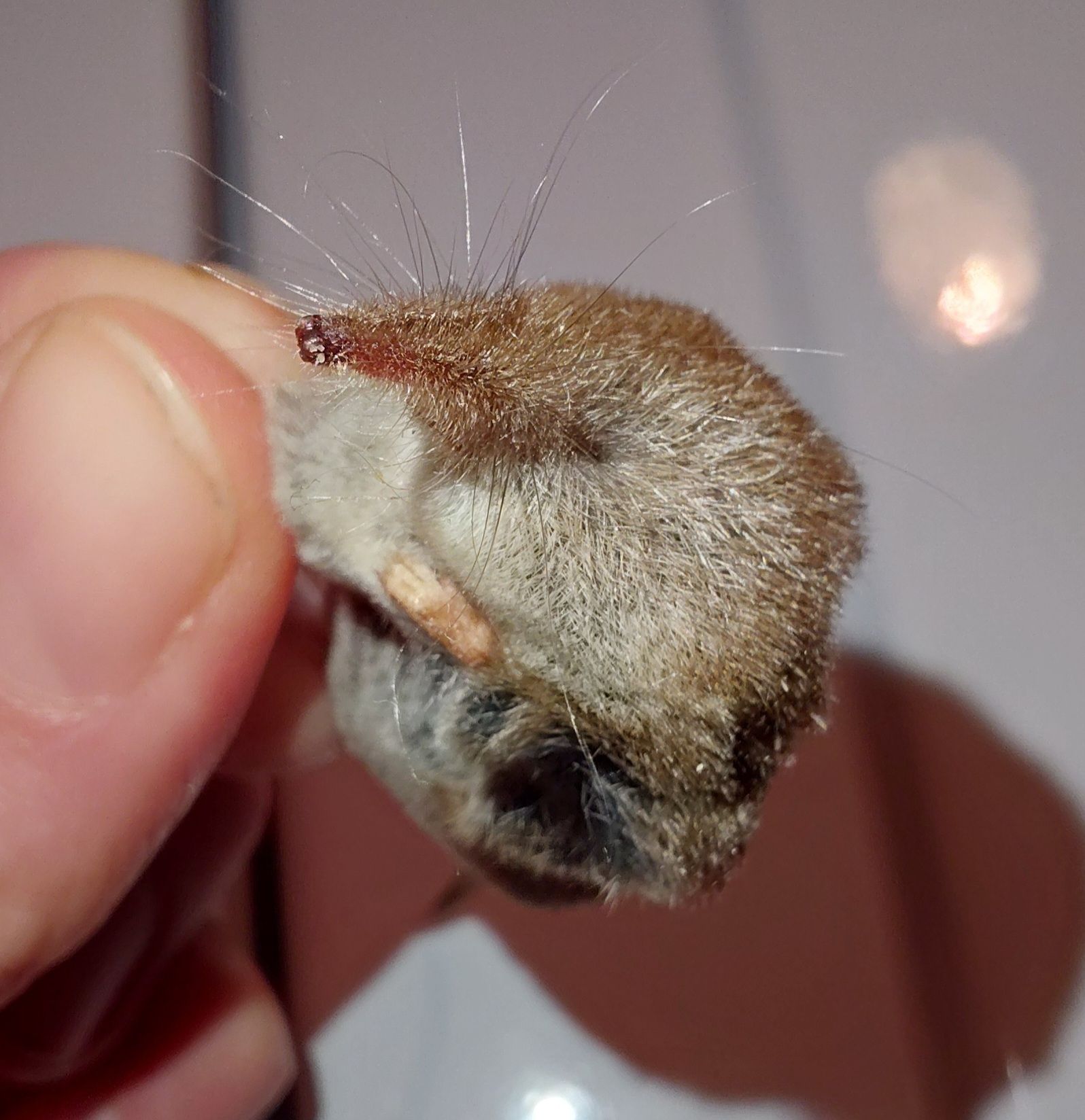 gbif image for Sorex cinereus