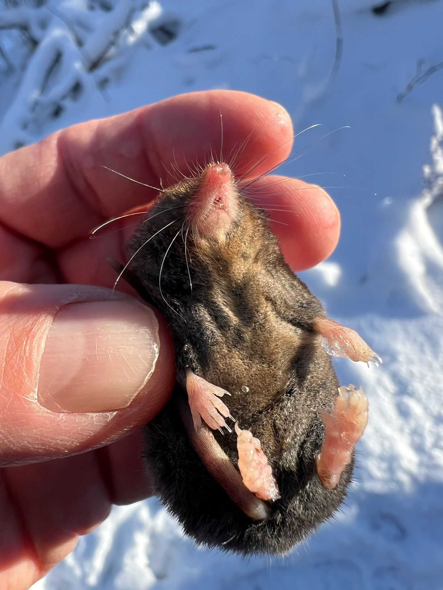 gbif image for Sorex fumeus