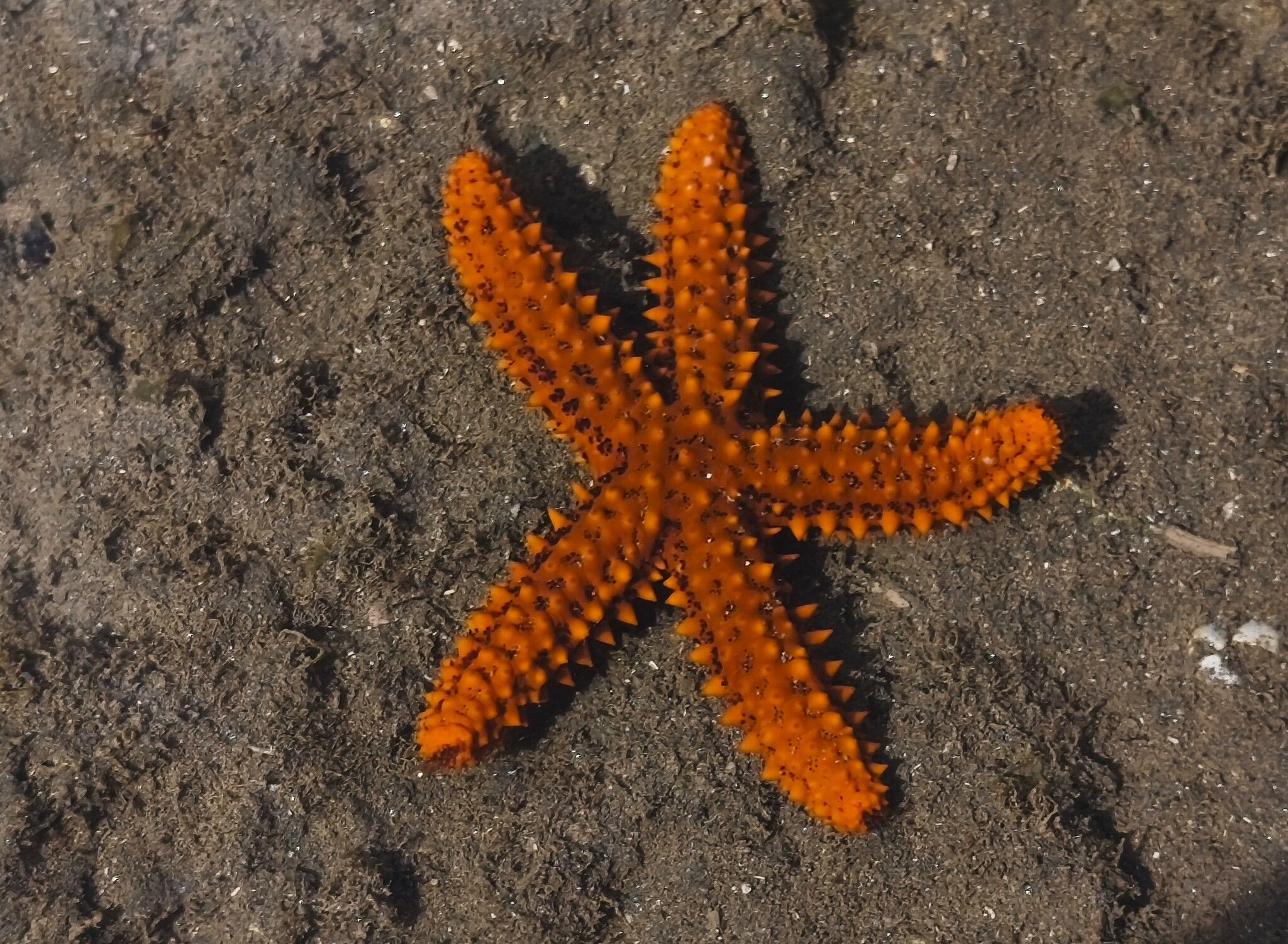 gbif image for Echinaster brasiliensis