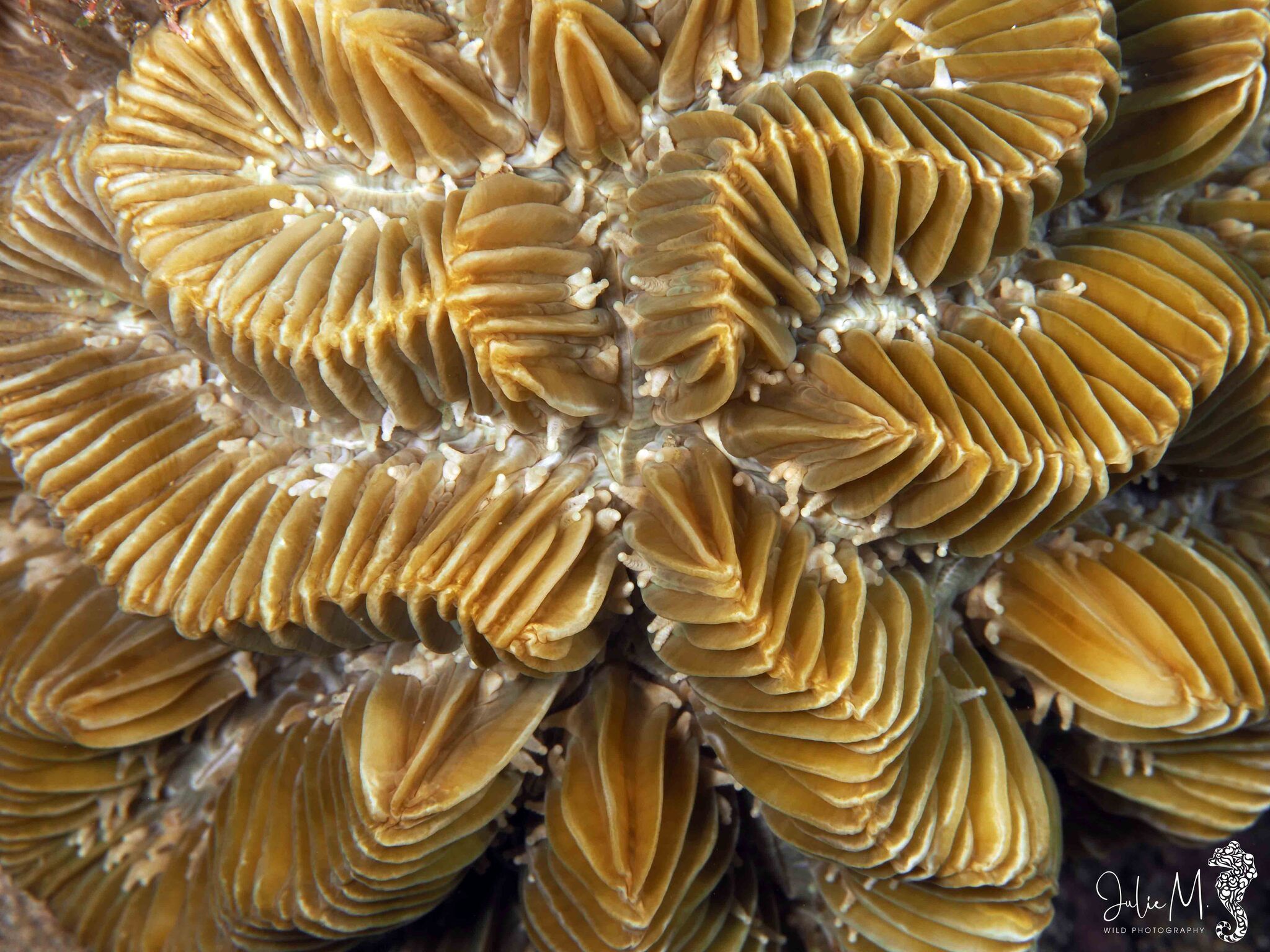 gbif image for Meandrina meandrites