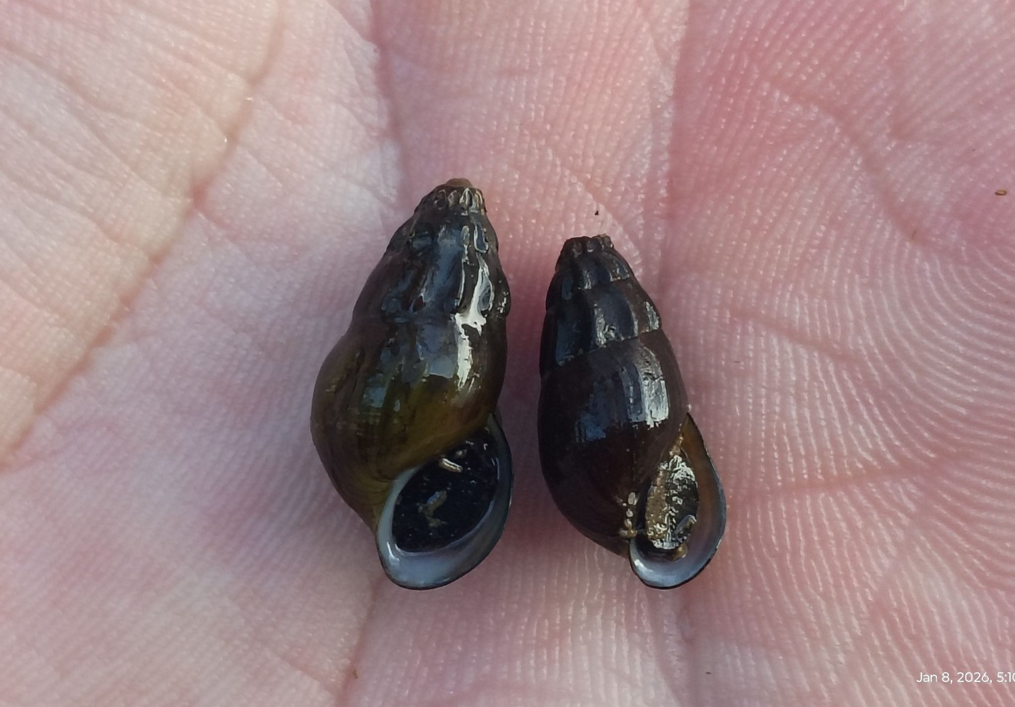 gbif image for Elimia laqueata