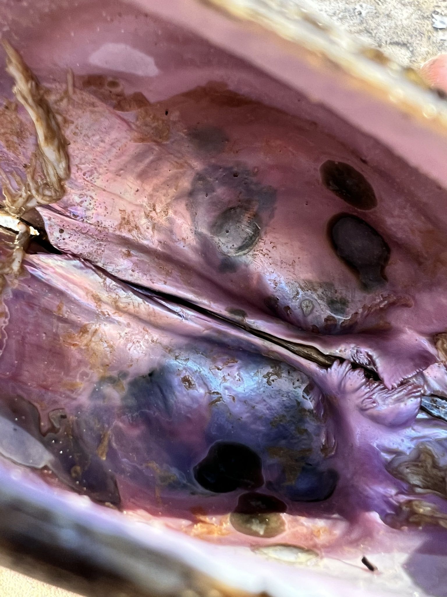 gbif image for Potamilus purpuratus