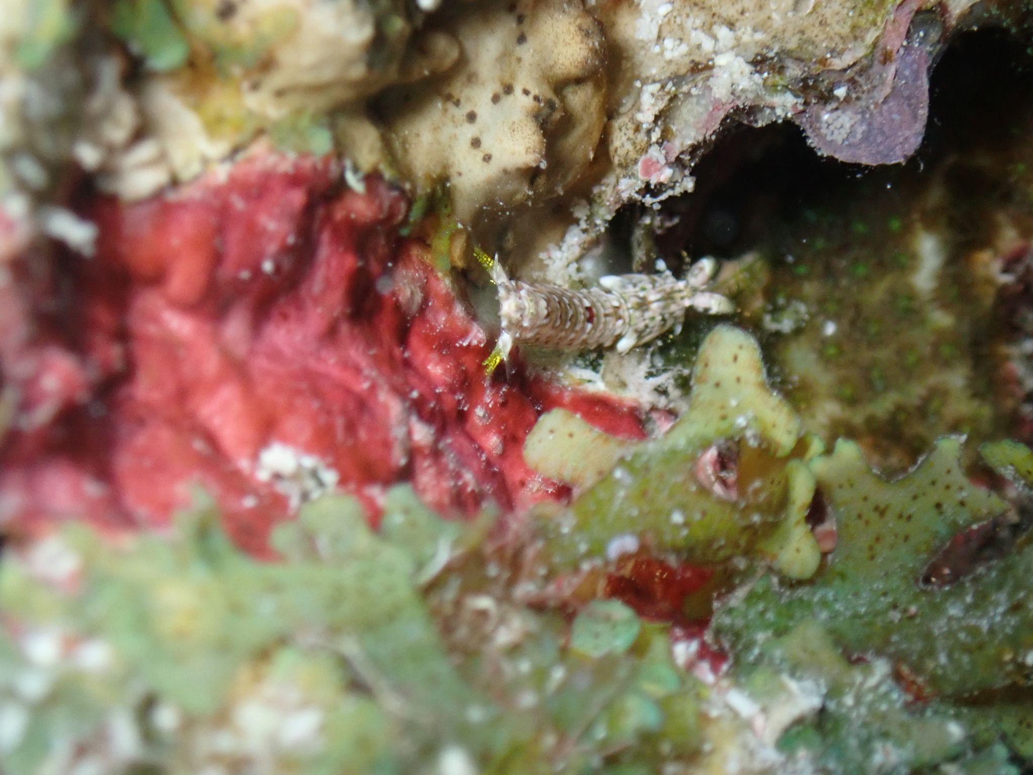 gbif image for Gonodactylus bredini