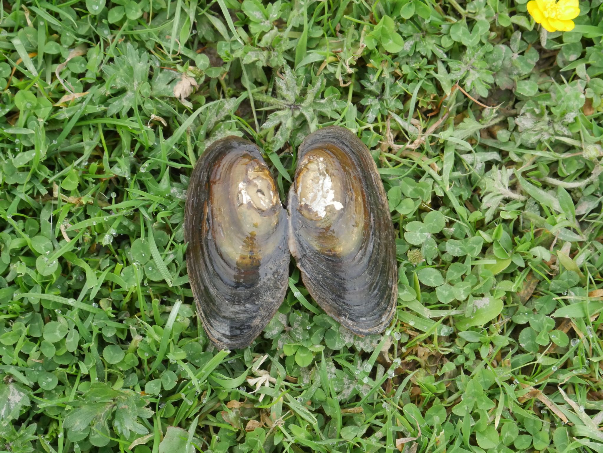 gbif image for Diplodon menziesii