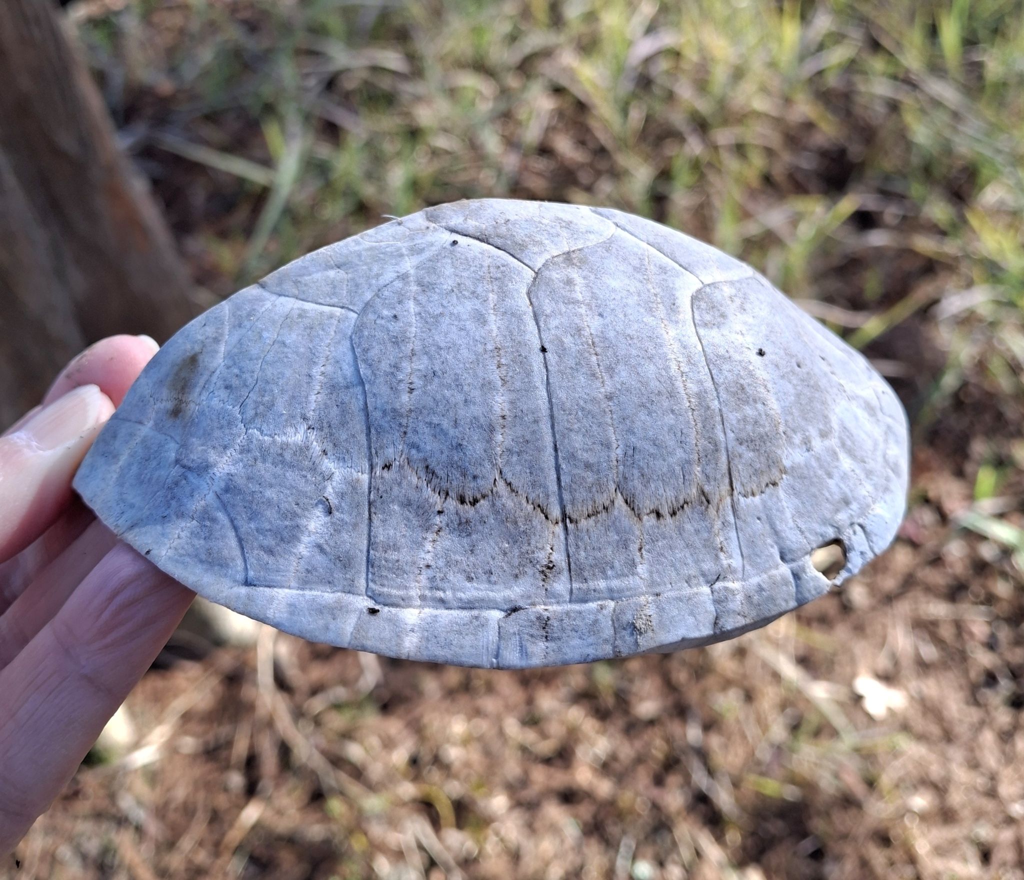 gbif image for Sternotherus carinatus