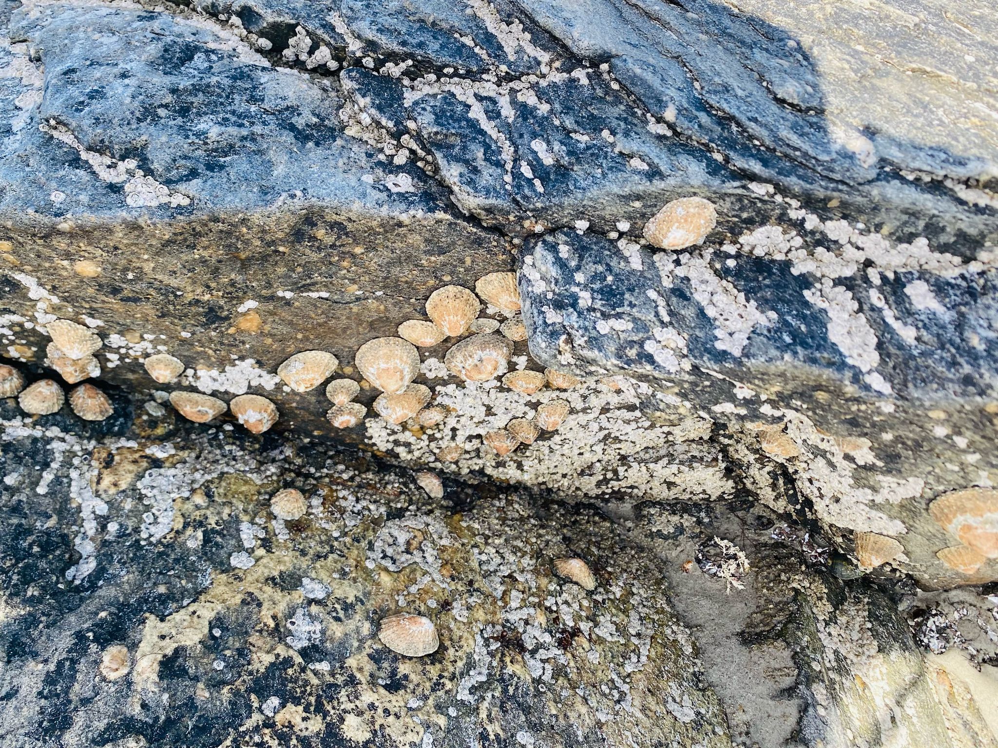 gbif image for Patella granularis