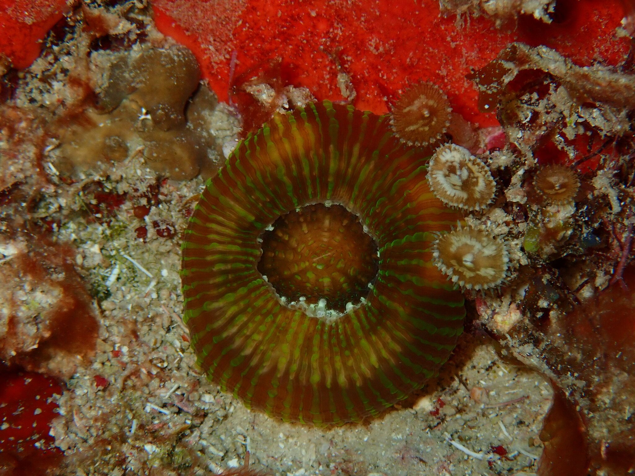 gbif image for Scolymia cubensis