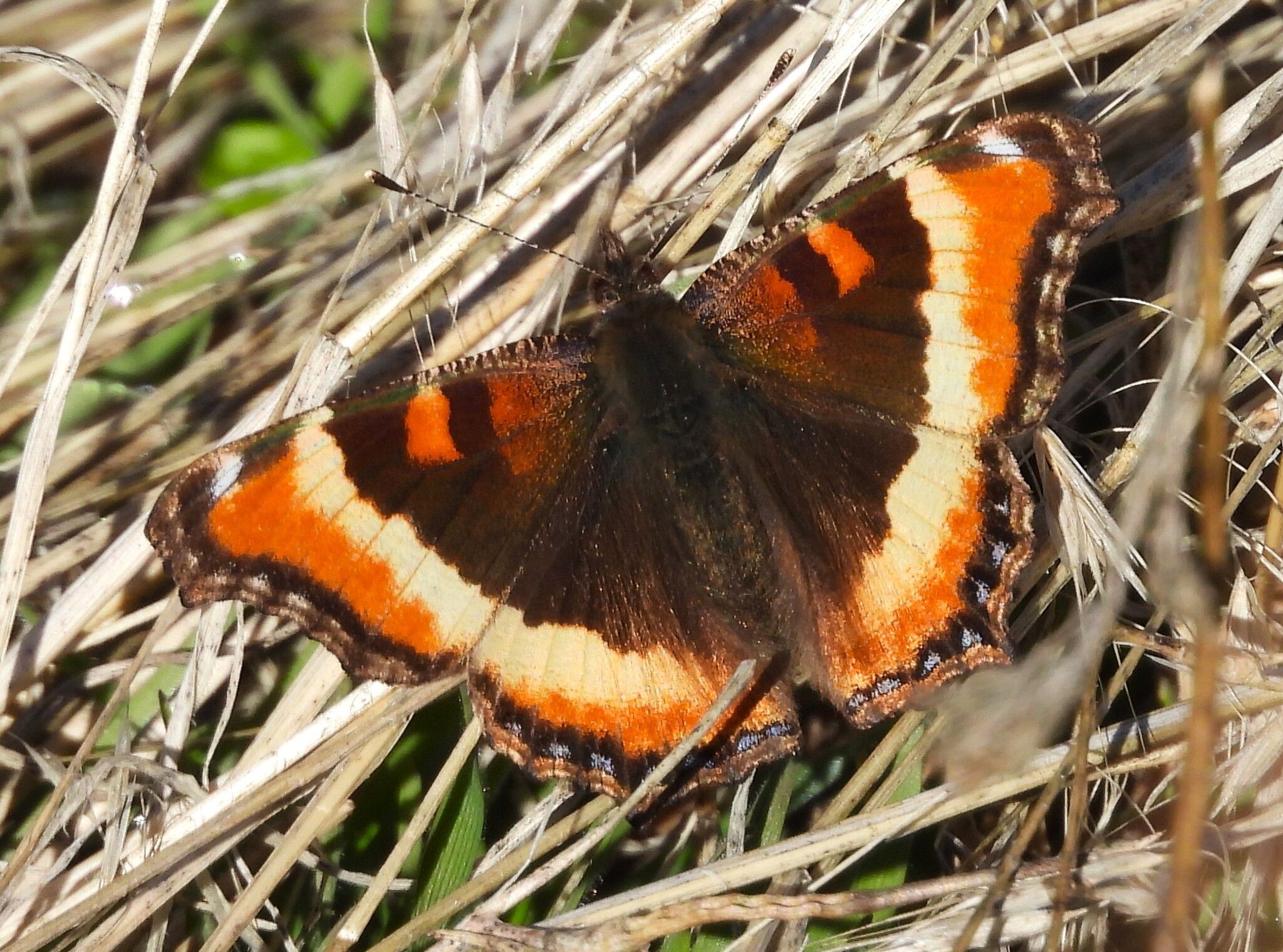 gbif image for Nymphalis milberti