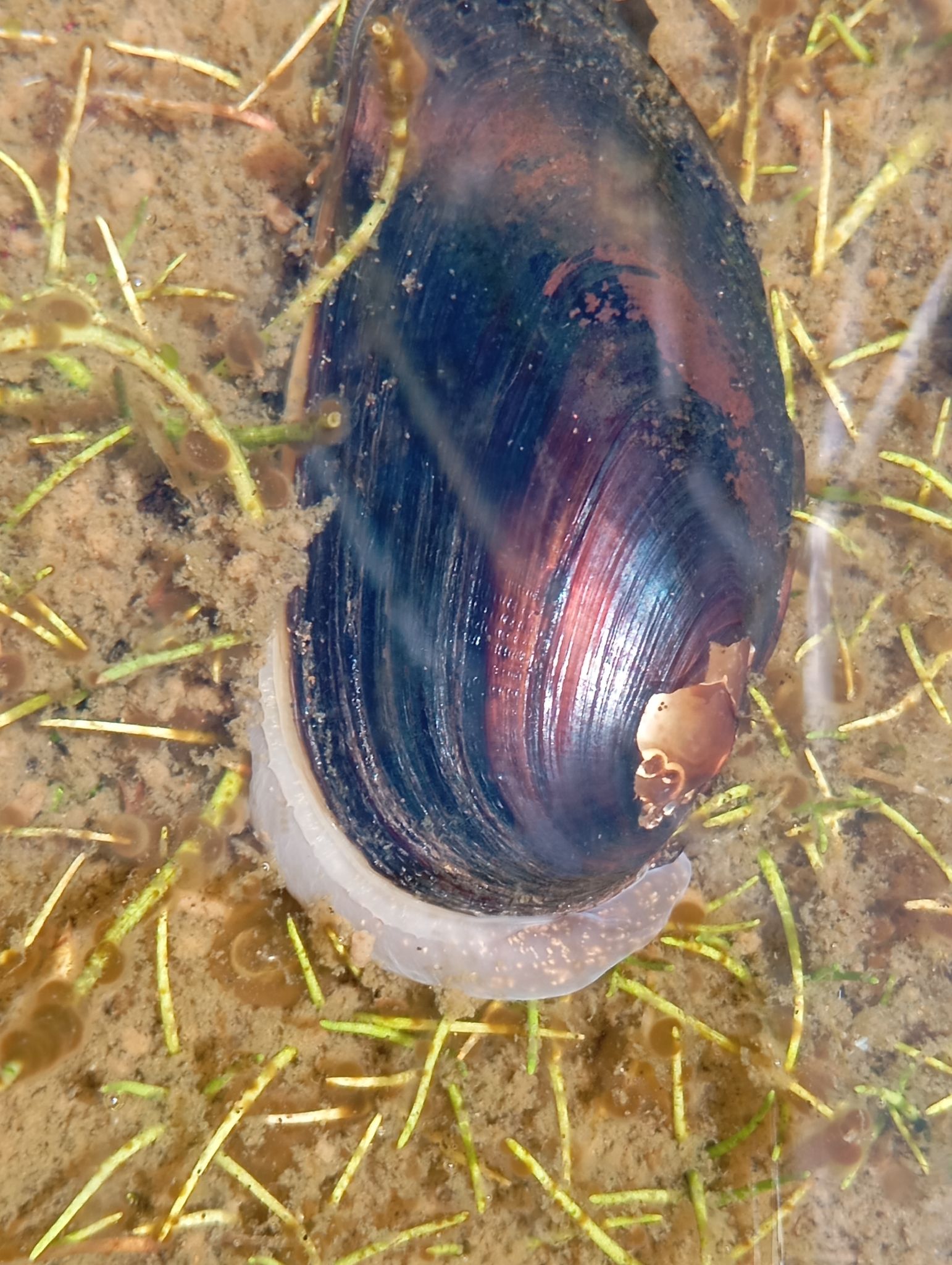 gbif image for Diplodon chilensis