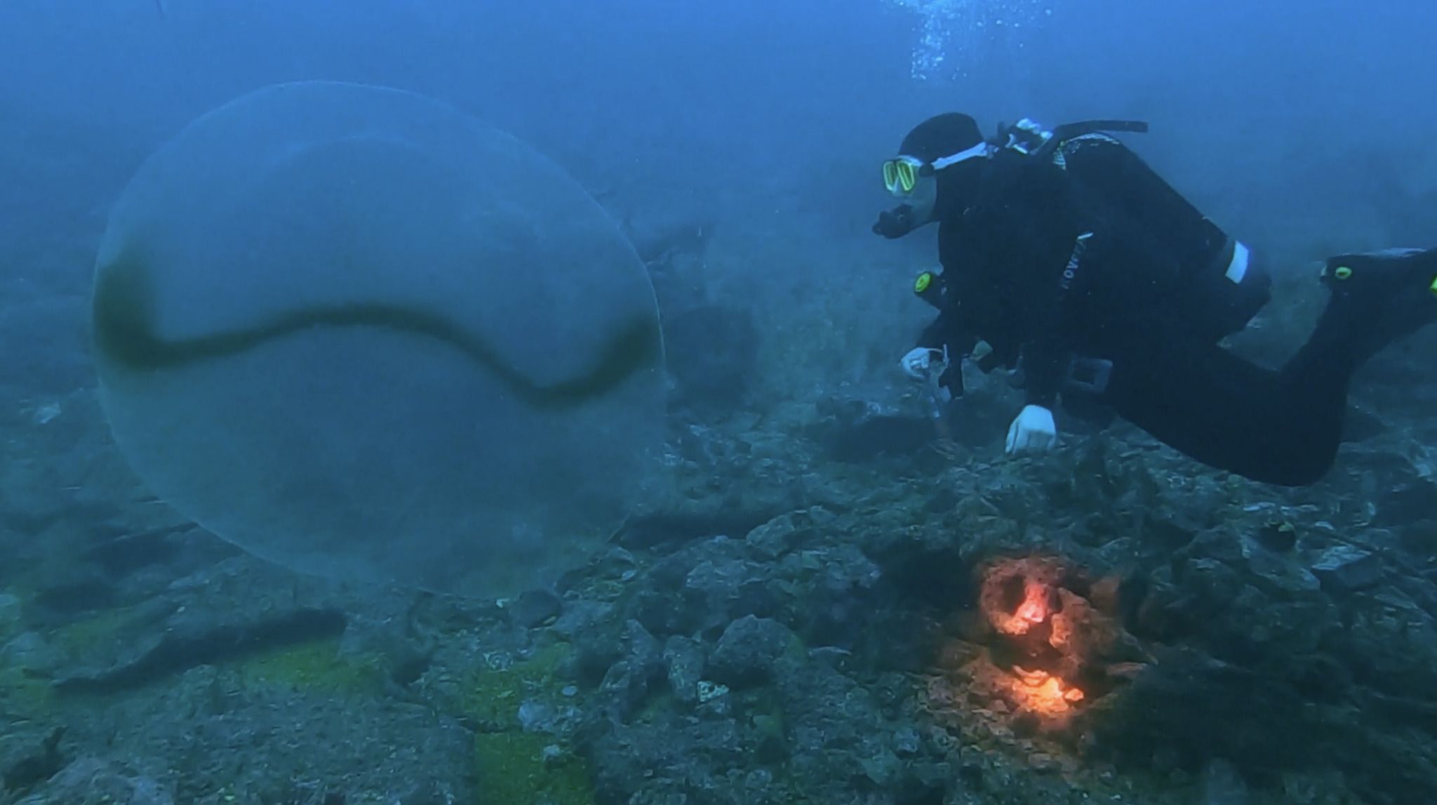 gbif image for Illex coindetii