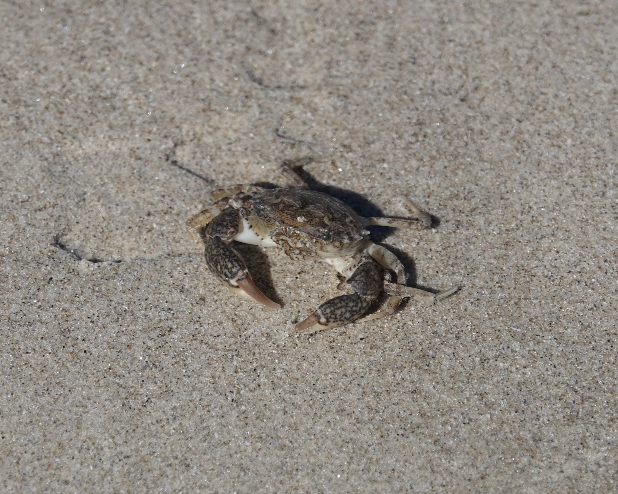 gbif image for Rhithropanopeus harrisii