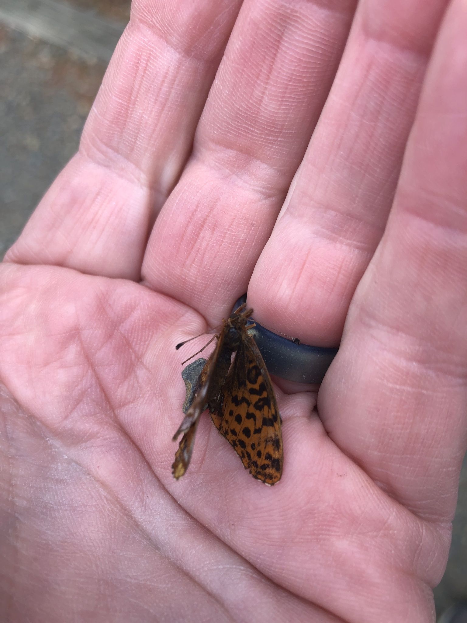 gbif image for Boloria bellona