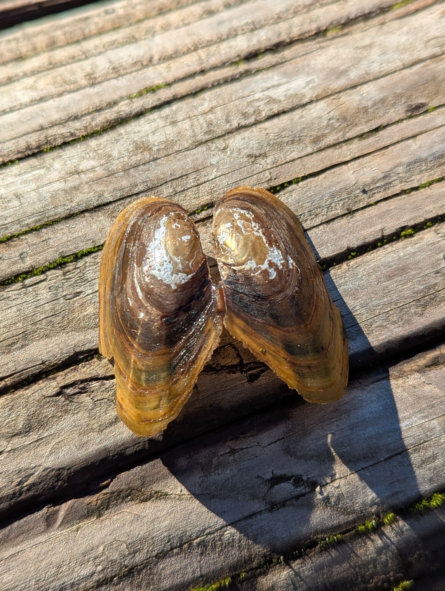 gbif image for Anodonta kennerlyi