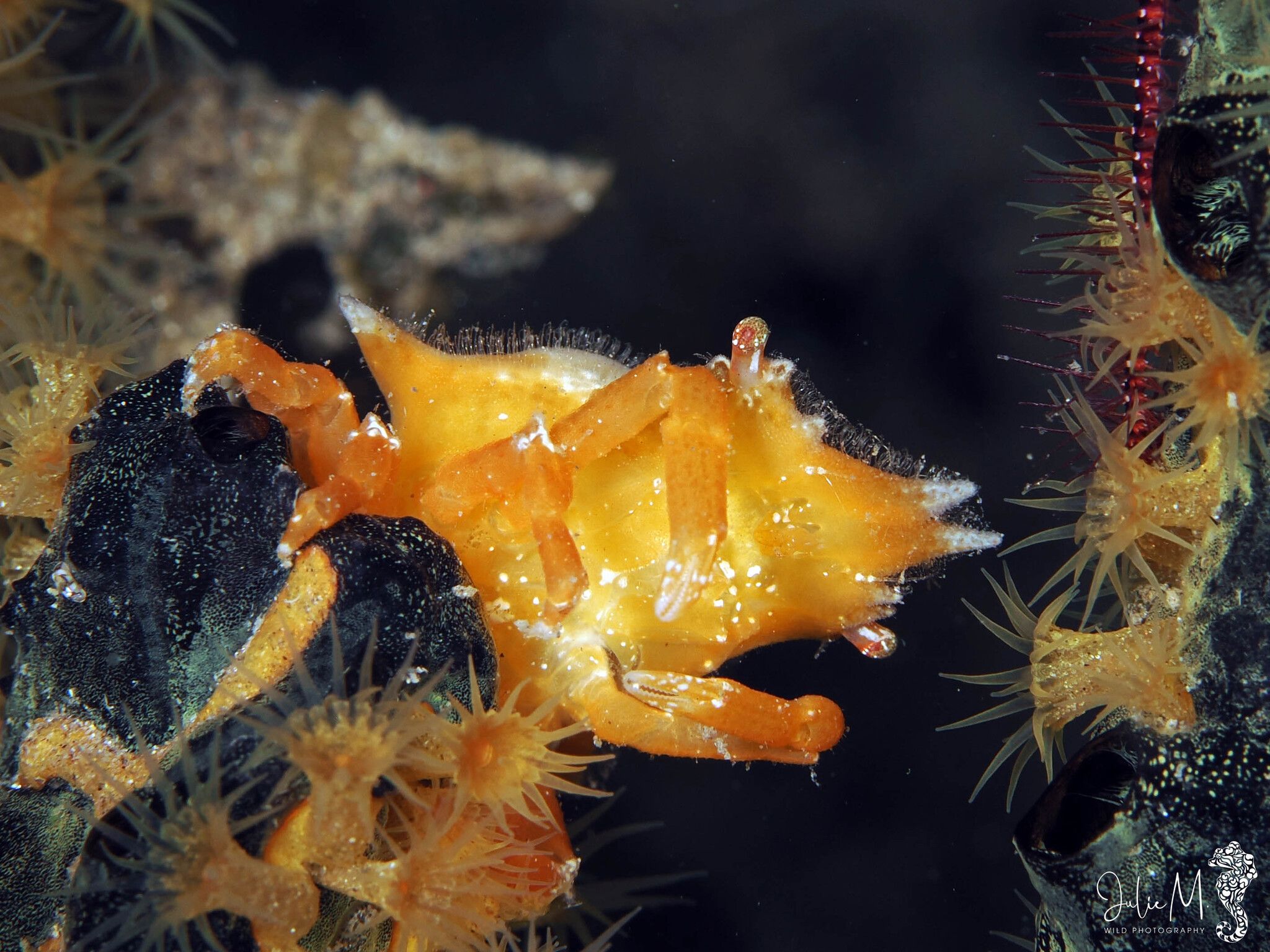 gbif image for Macrocoeloma trispinosum