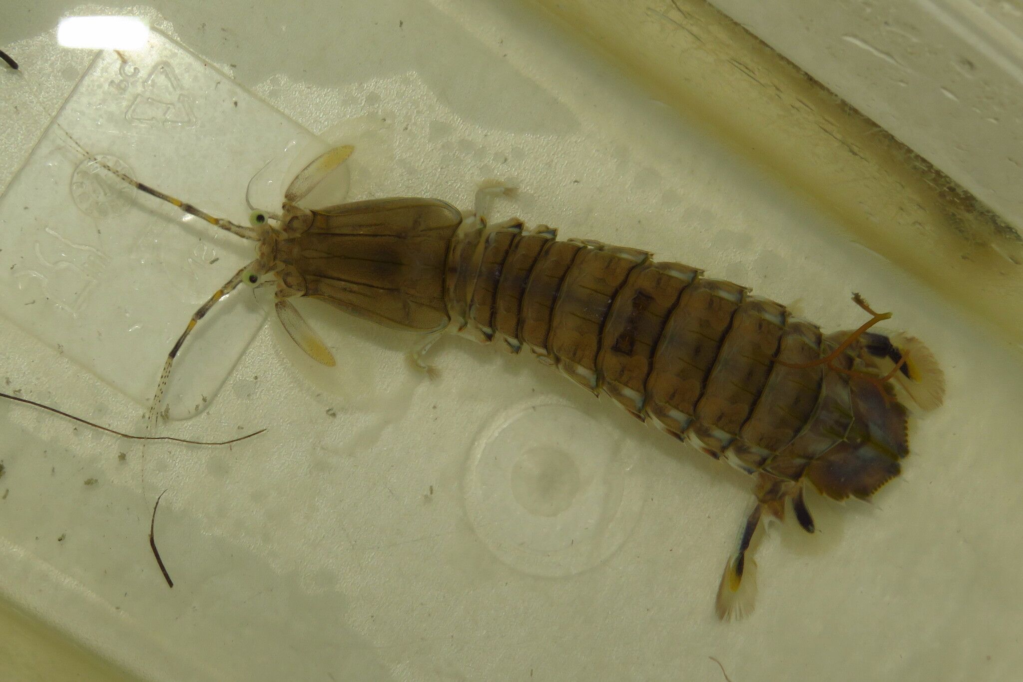 gbif image for Squilla empusa