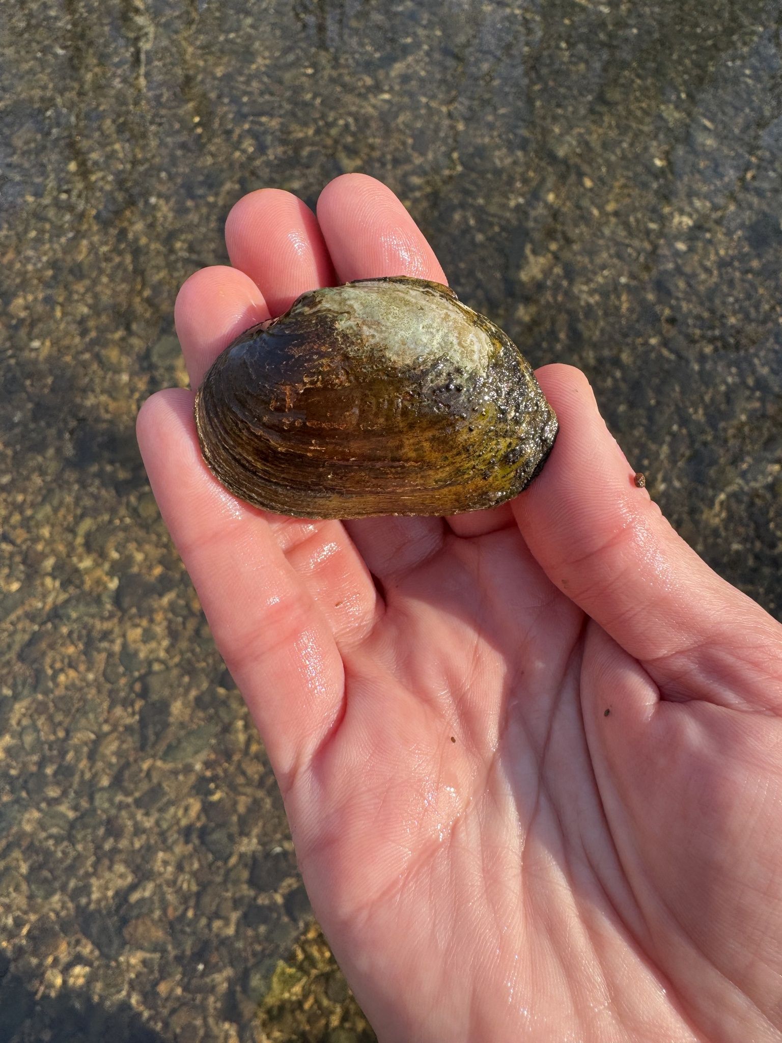 gbif image for Fusconaia barnesiana