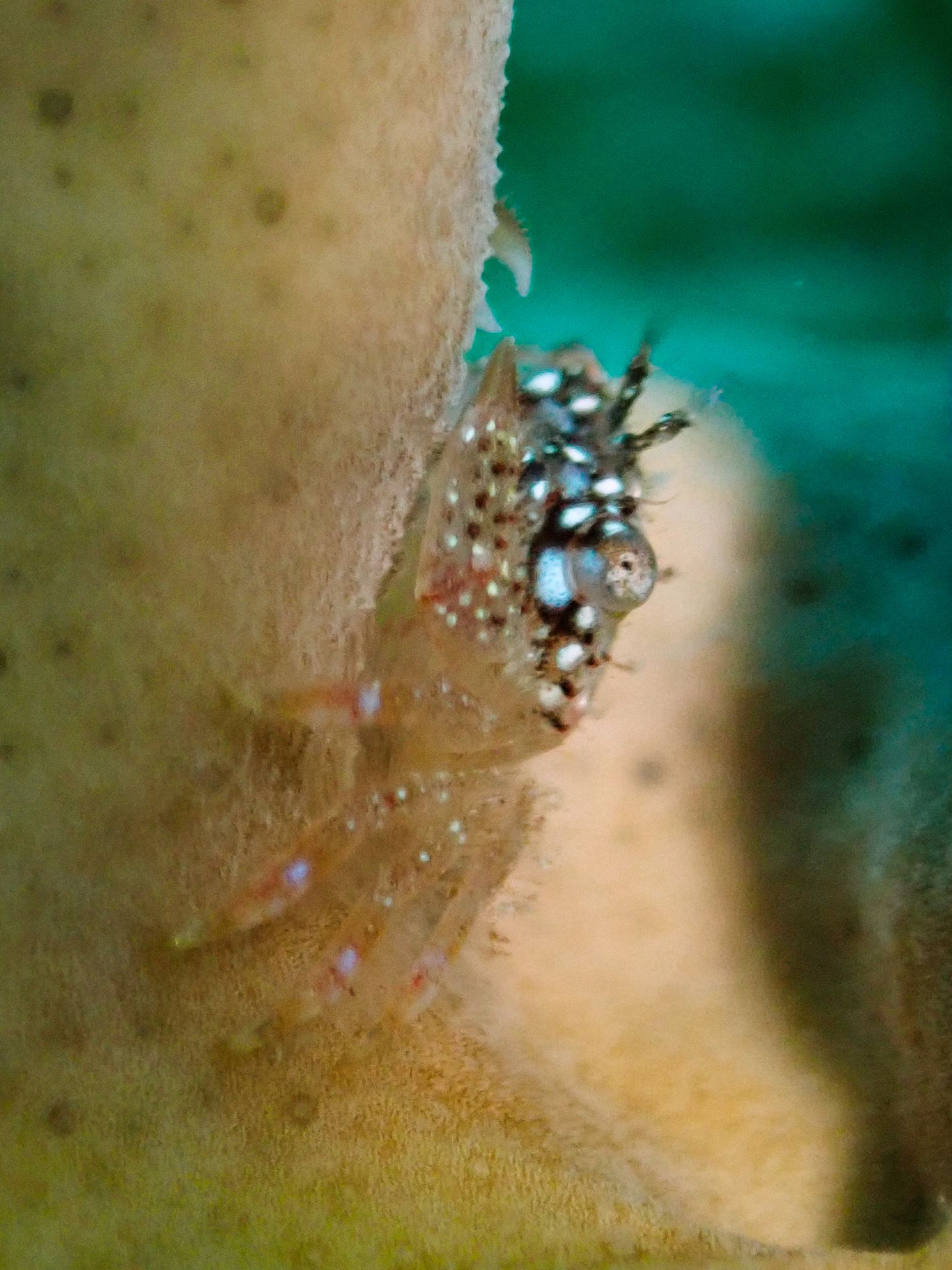 gbif image for Domecia acanthophora acanthophora