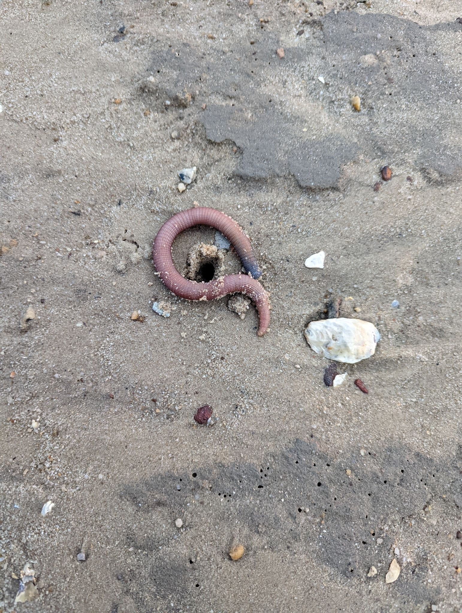 gbif image for Sipunculus nudus