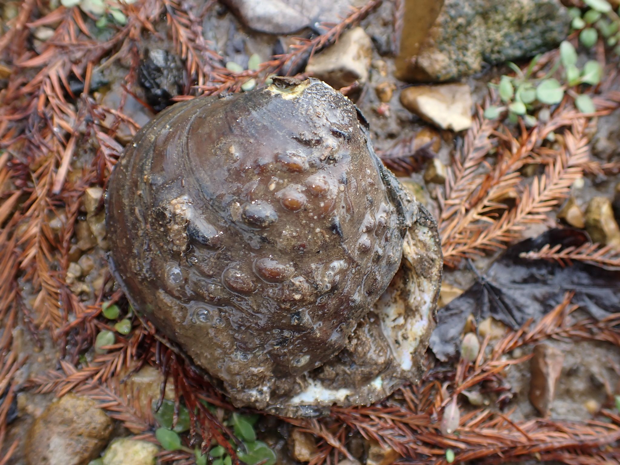 gbif image for Cyclonaias tuberculata