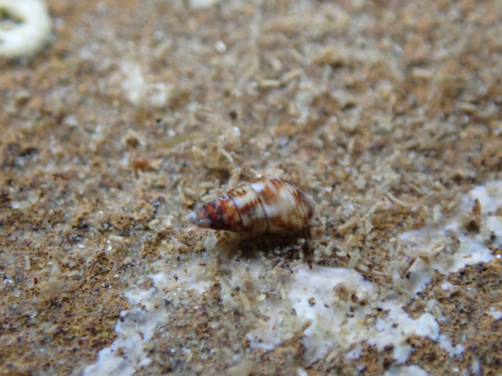 gbif image for Diala megapicalis