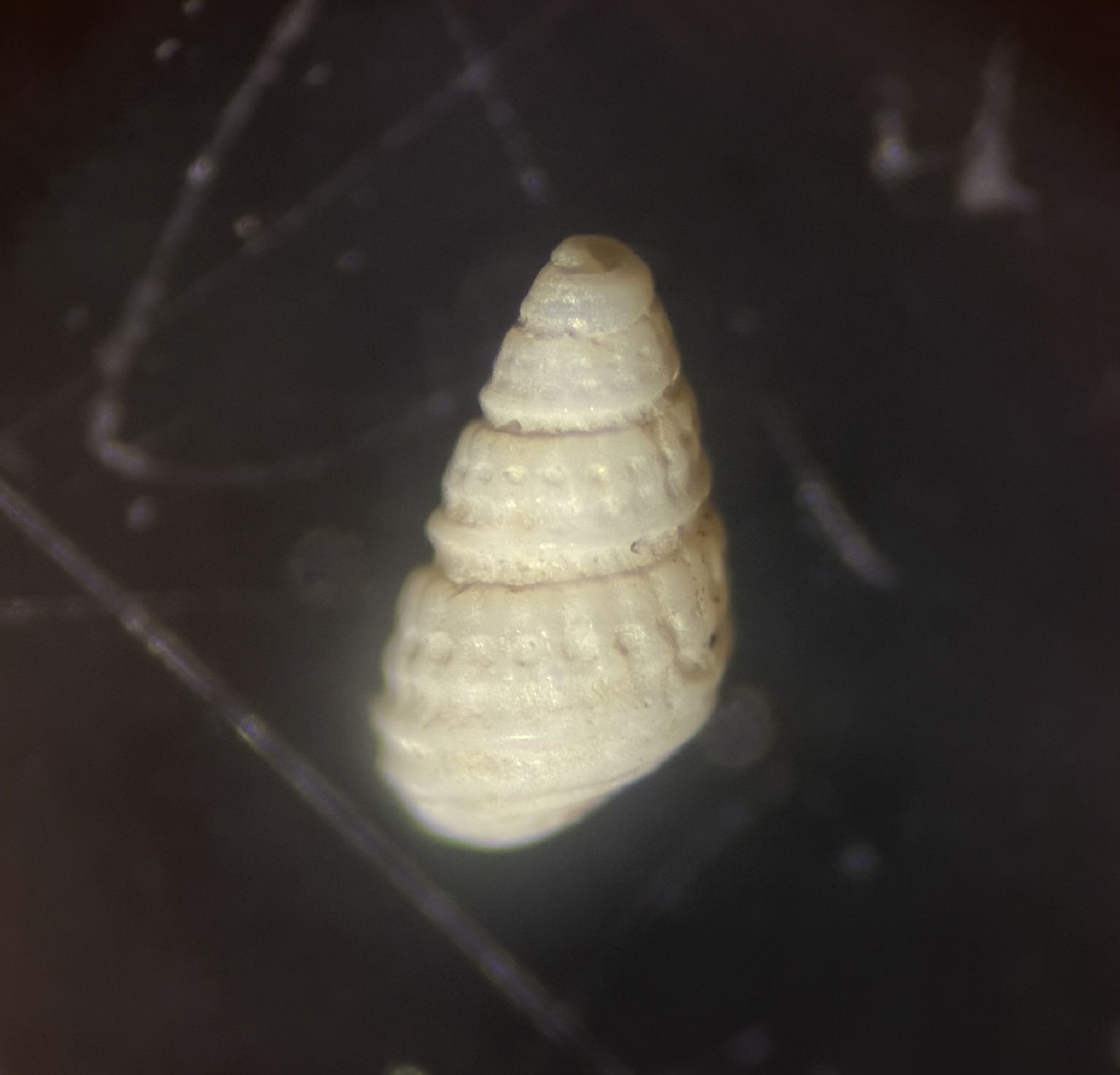 gbif image for Odostomia bushiana