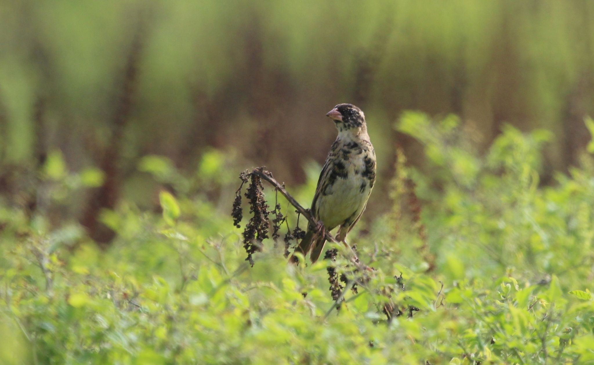 gbif image for Dolichonyx oryzivorus