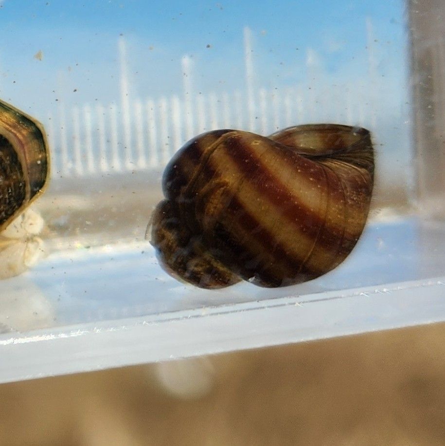 gbif image for Viviparus georgianus