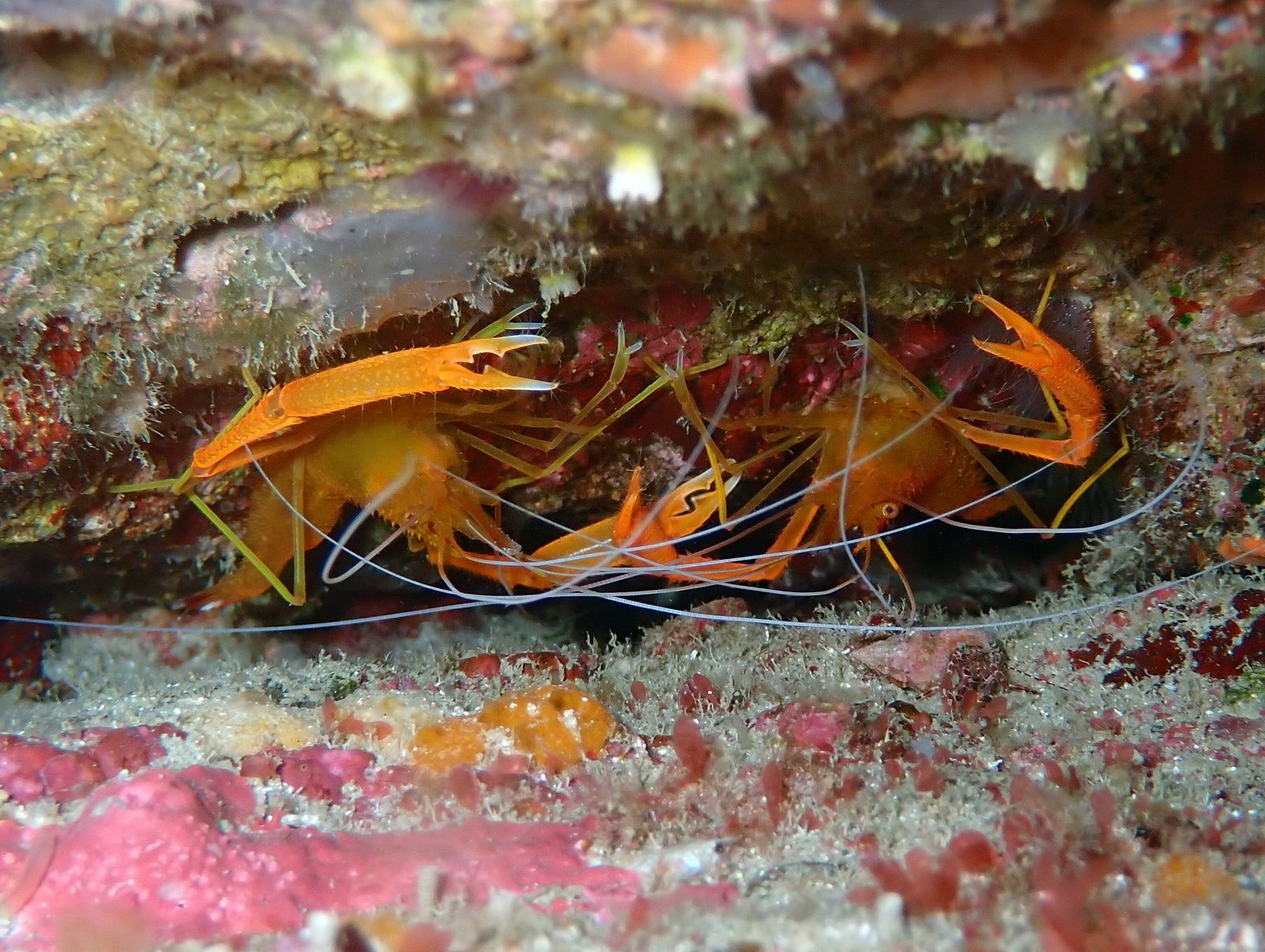 gbif image for Stenopus spinosus