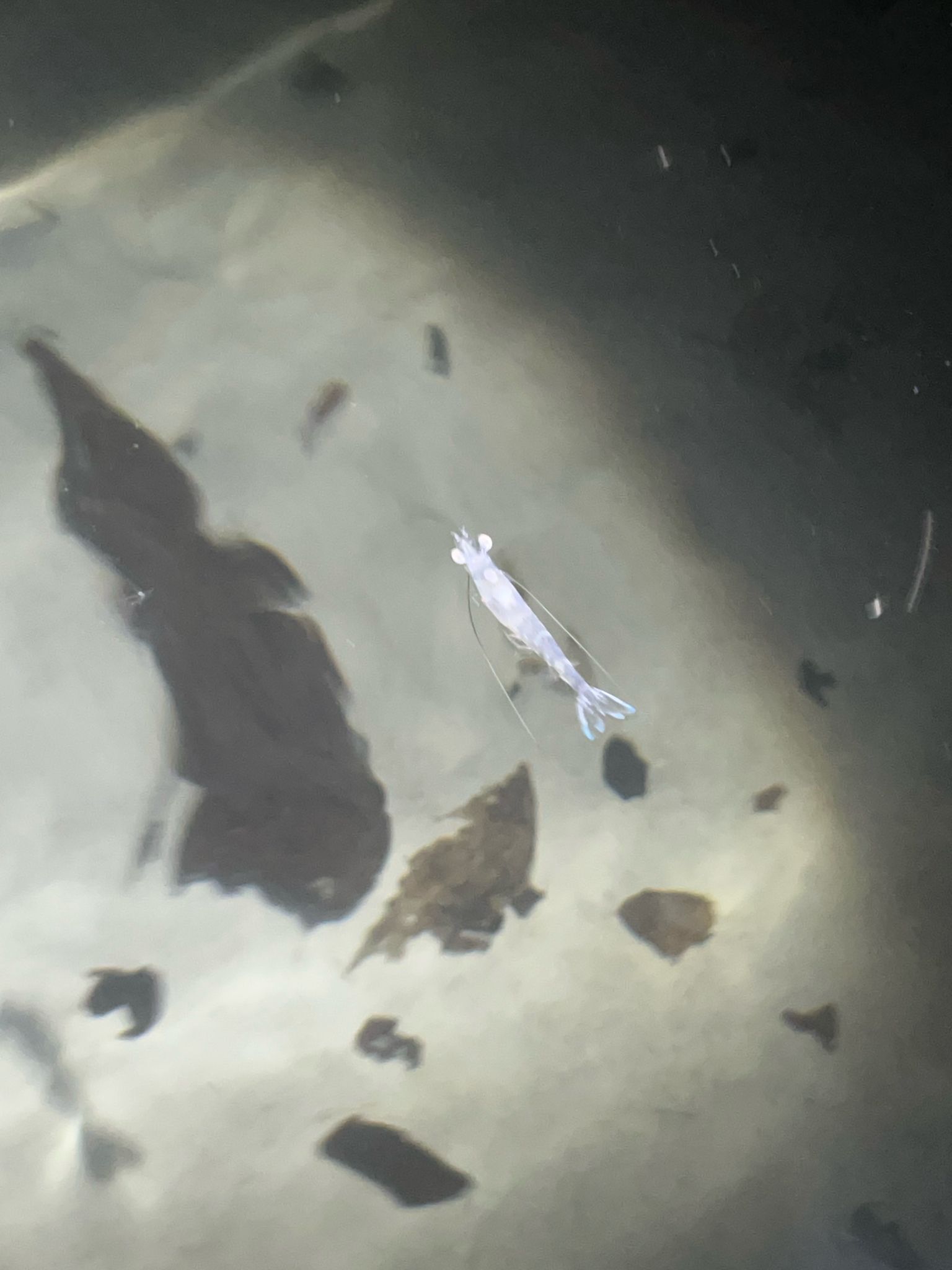 gbif image for Penaeus setiferus