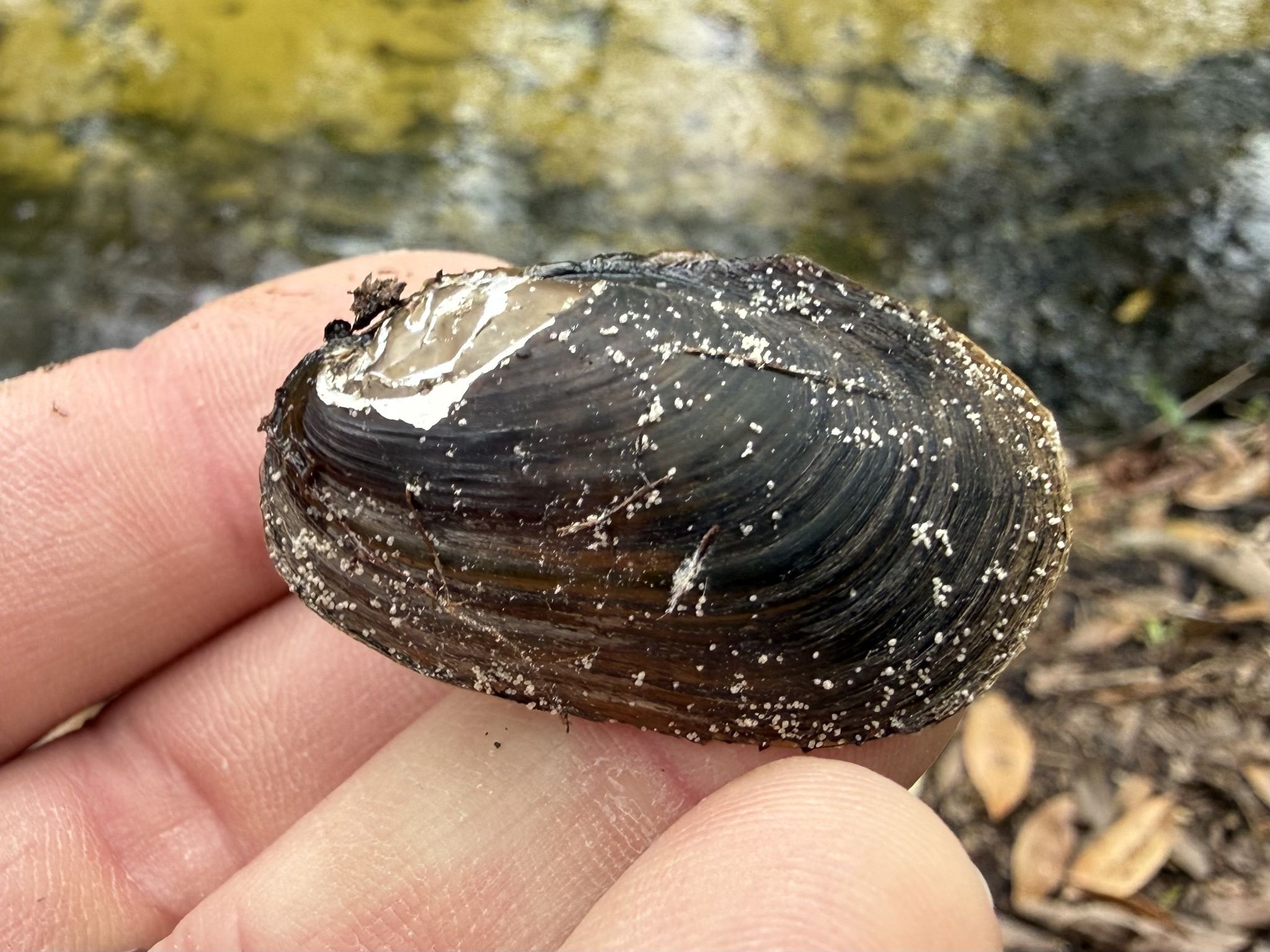 gbif image for Villosa amygdala