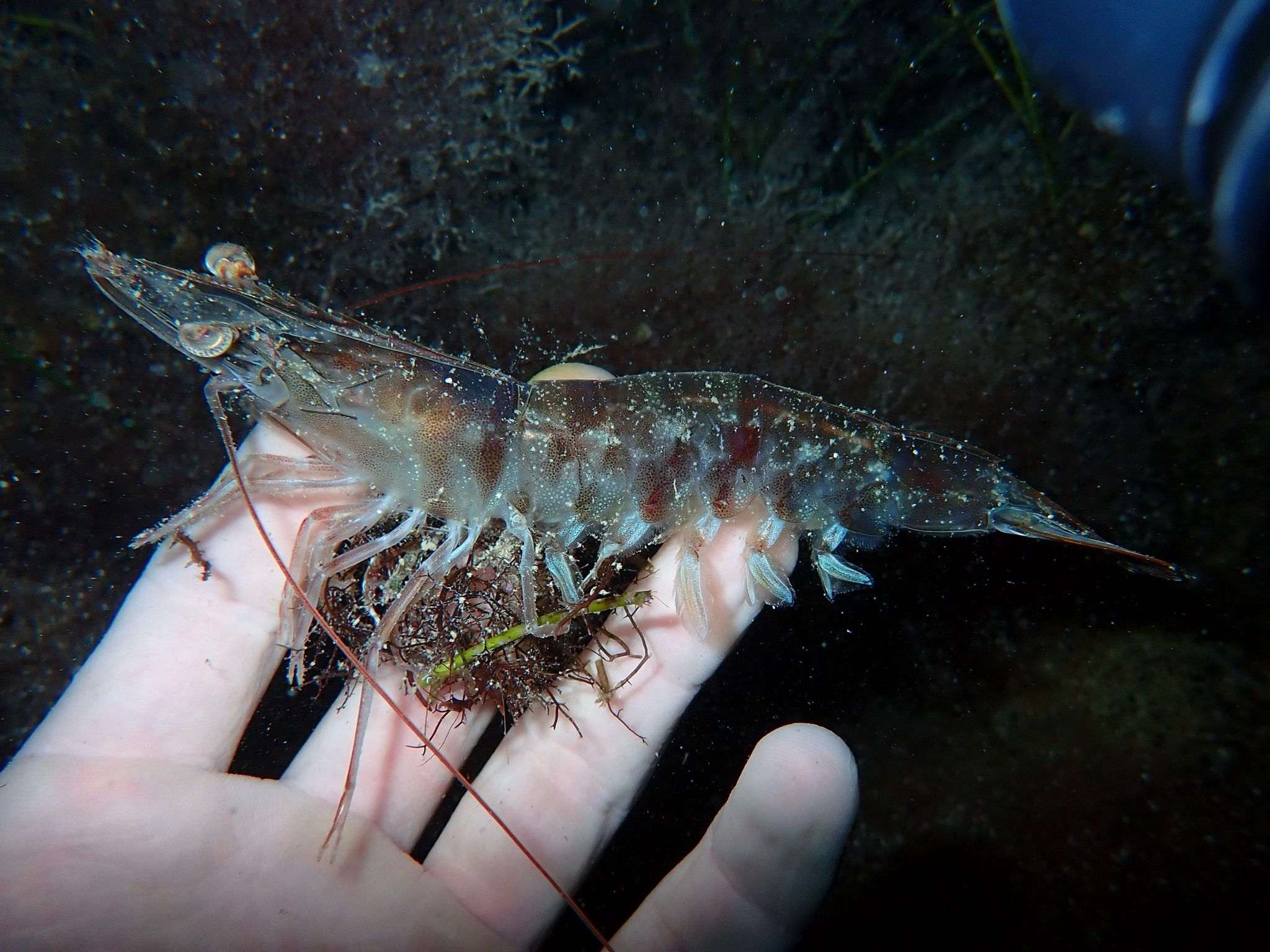 gbif image for Penaeus duorarum