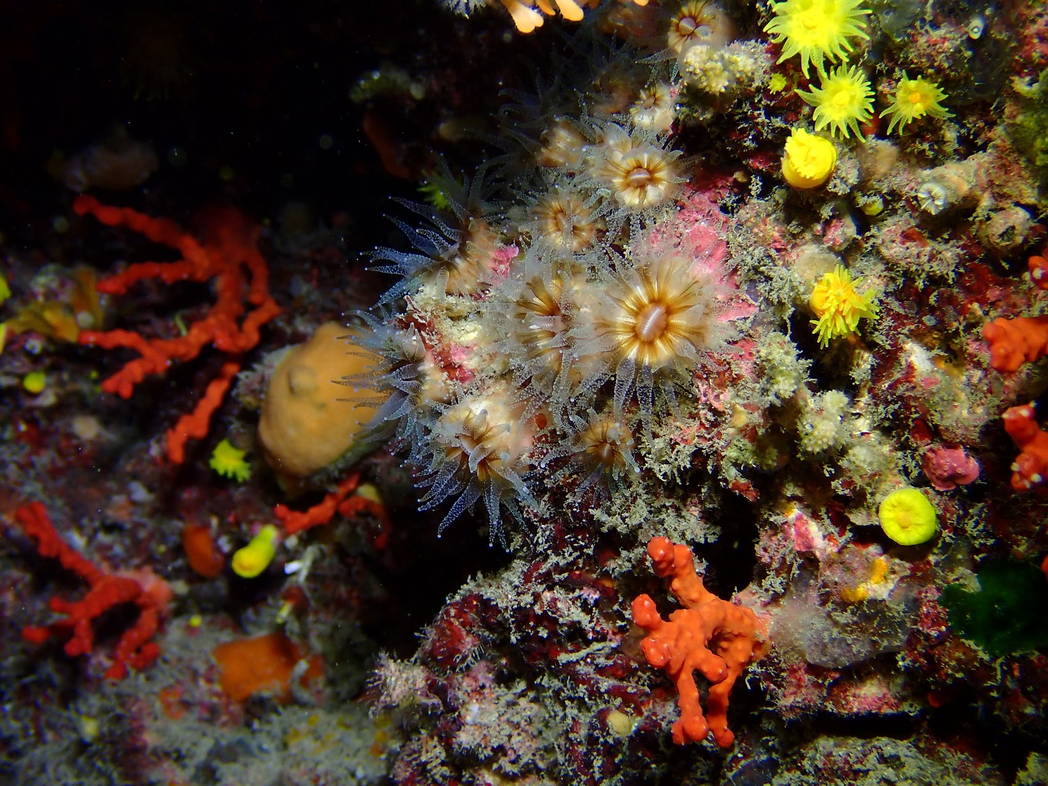 gbif image for Phyllangia americana