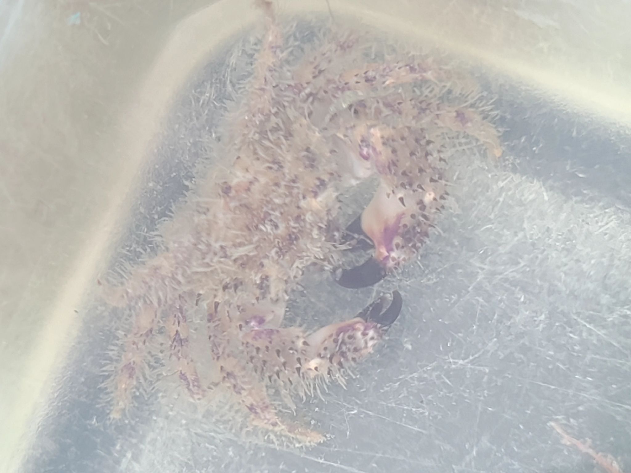 gbif image for Pilumnus sayi