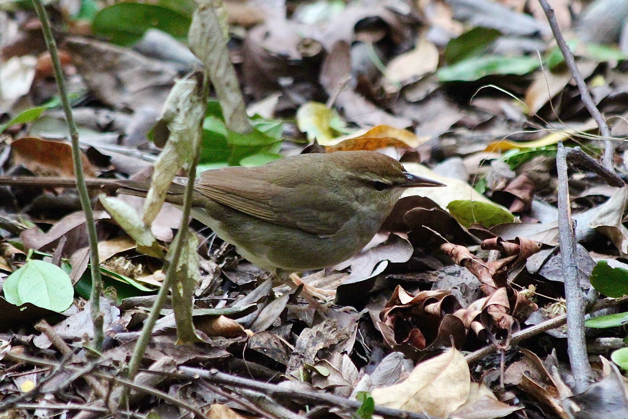gbif image for Limnothlypis swainsonii
